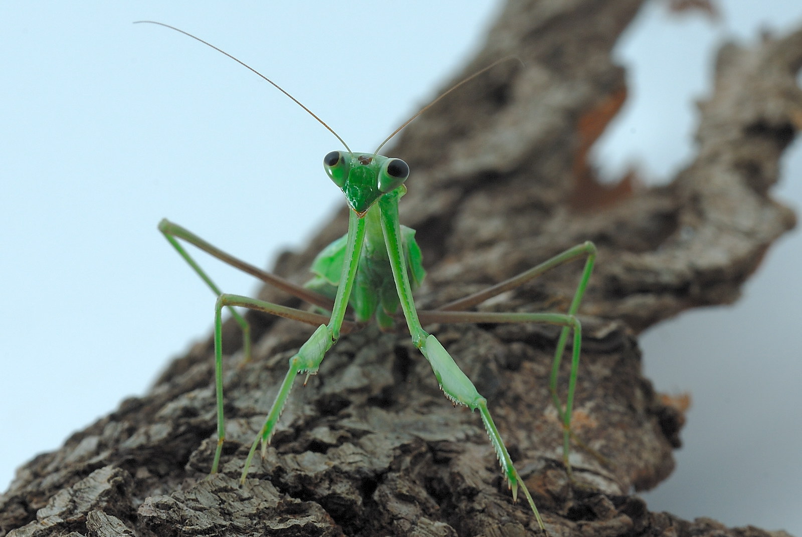 6159156644_94dd4c2285_o