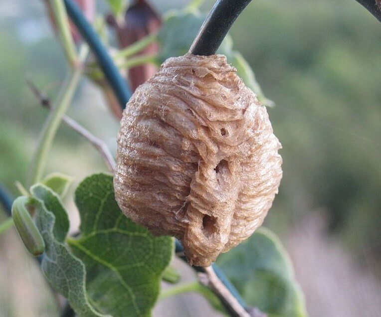 1280px-mantis_ootheca_on_fence_cala_de_mijas_spain-e1501050959968