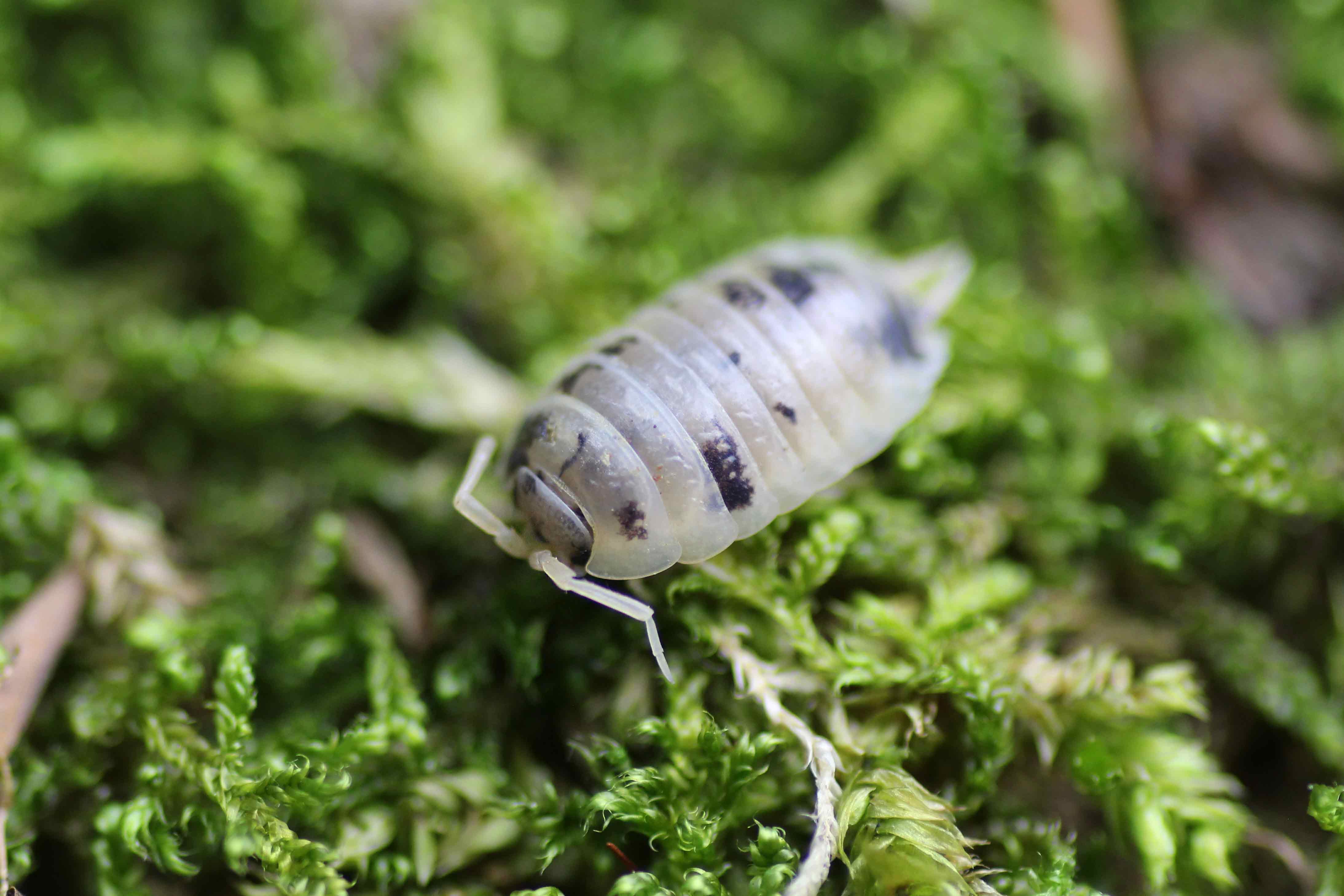 Porcellio laevis "Panda"