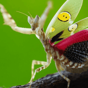 creobroter-gemmatus-