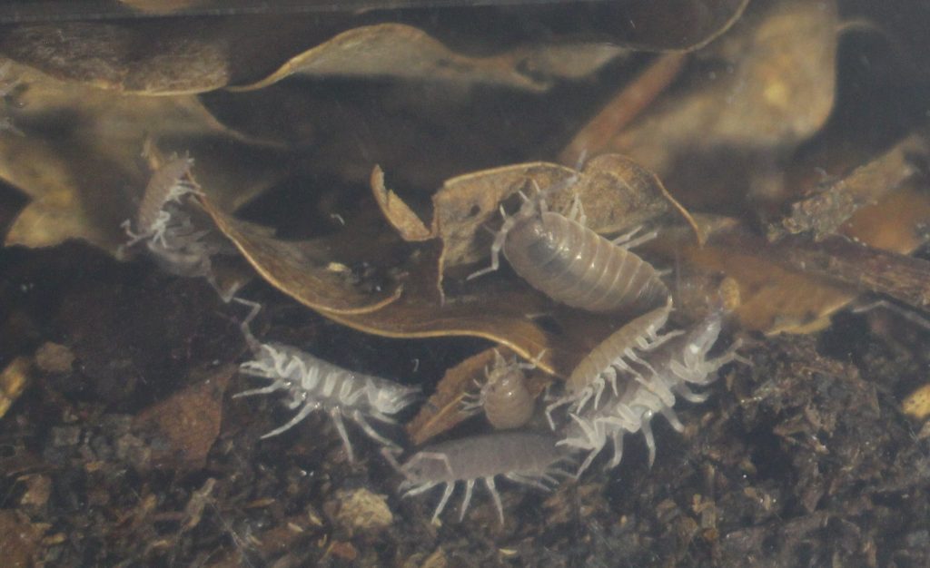 Porcellionides pruinosus- Cuban Isopods successfully established ...