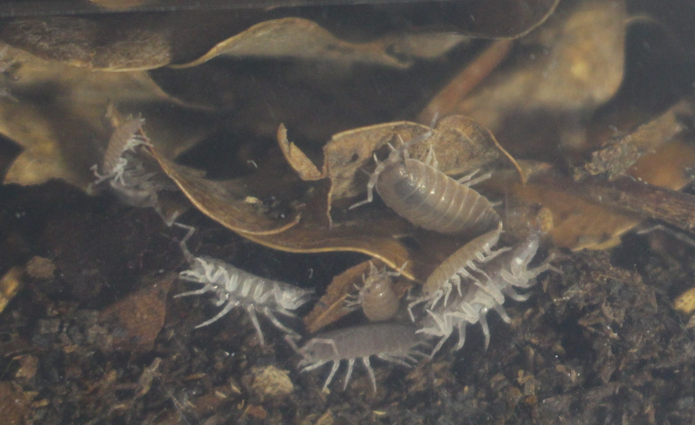 Porcellionides pruinosus- Kubanische Asseln erfolgreich einquartiert