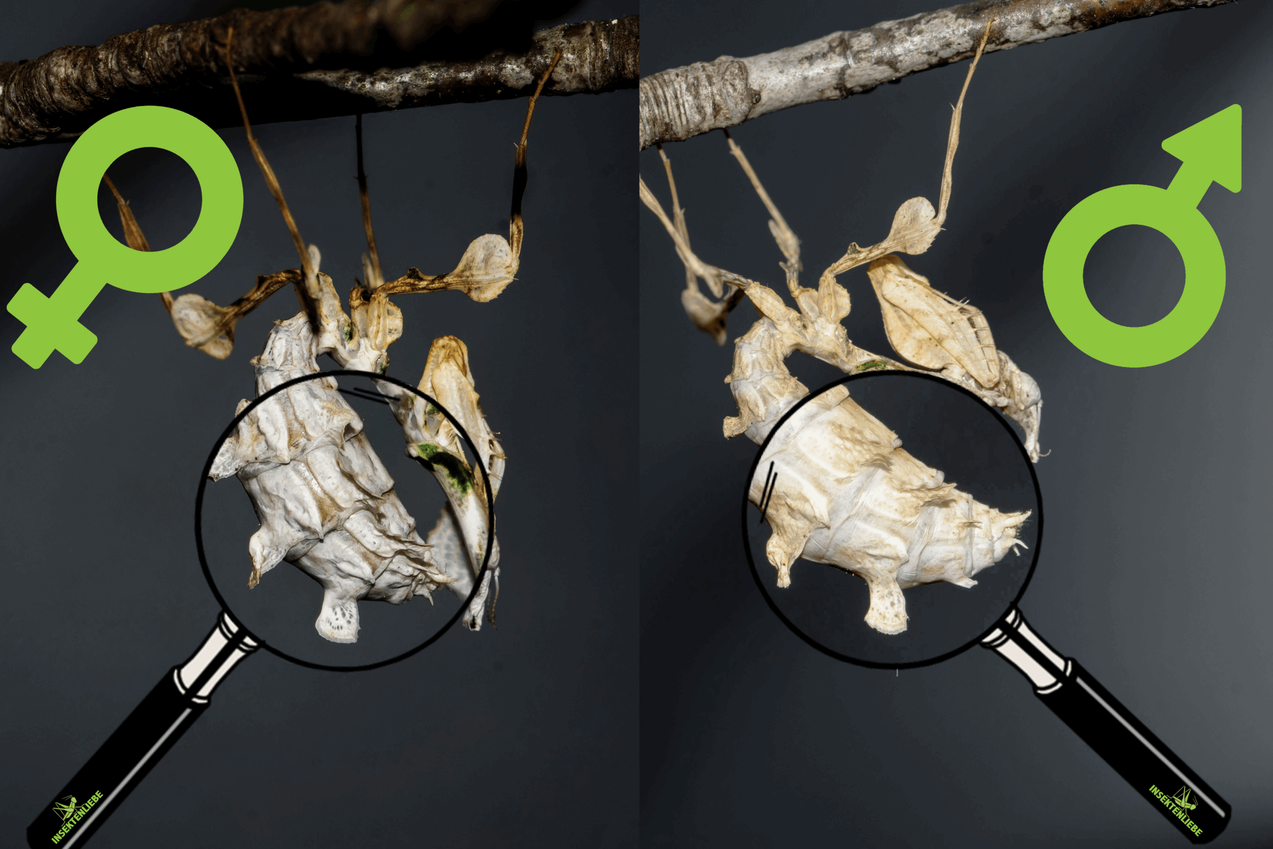 mantide-geschlechter-lupe1