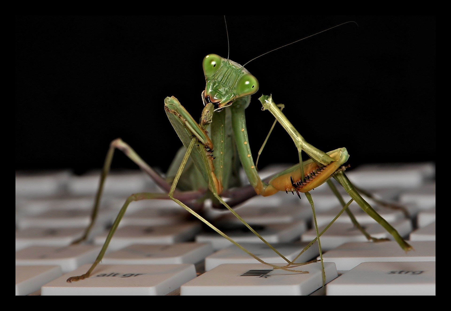 sphodromantis-lineola-1723954_1920