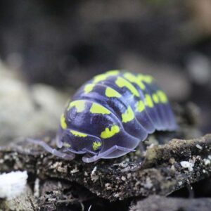 Armadillidium gestroi