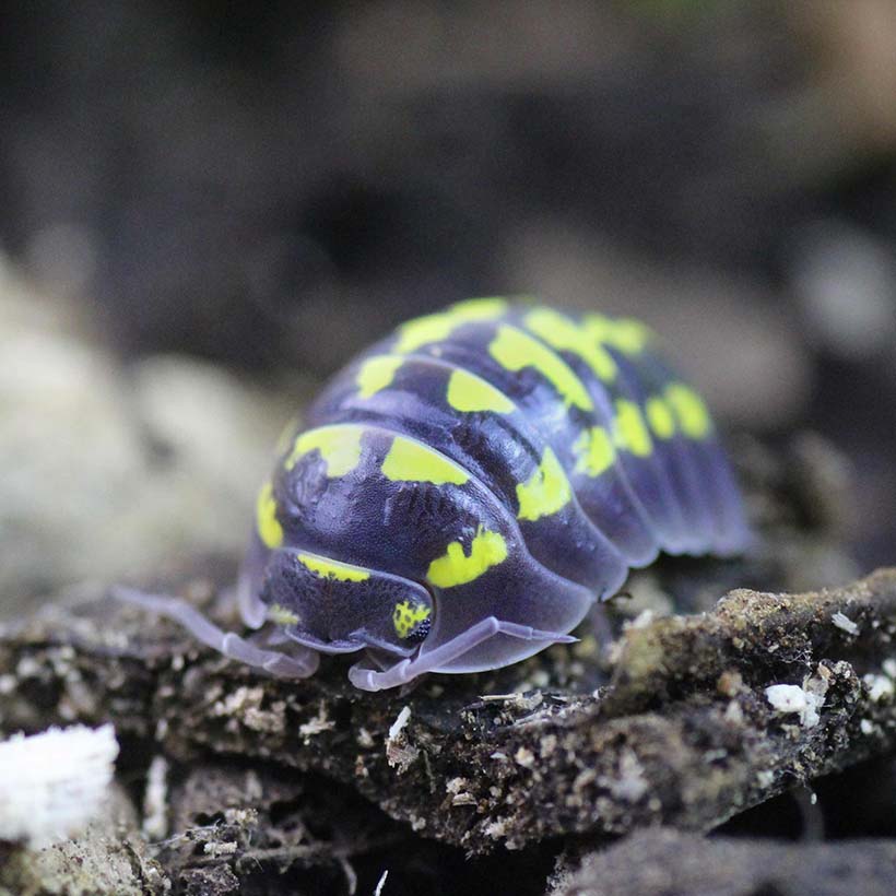 Armadillidium gestroi