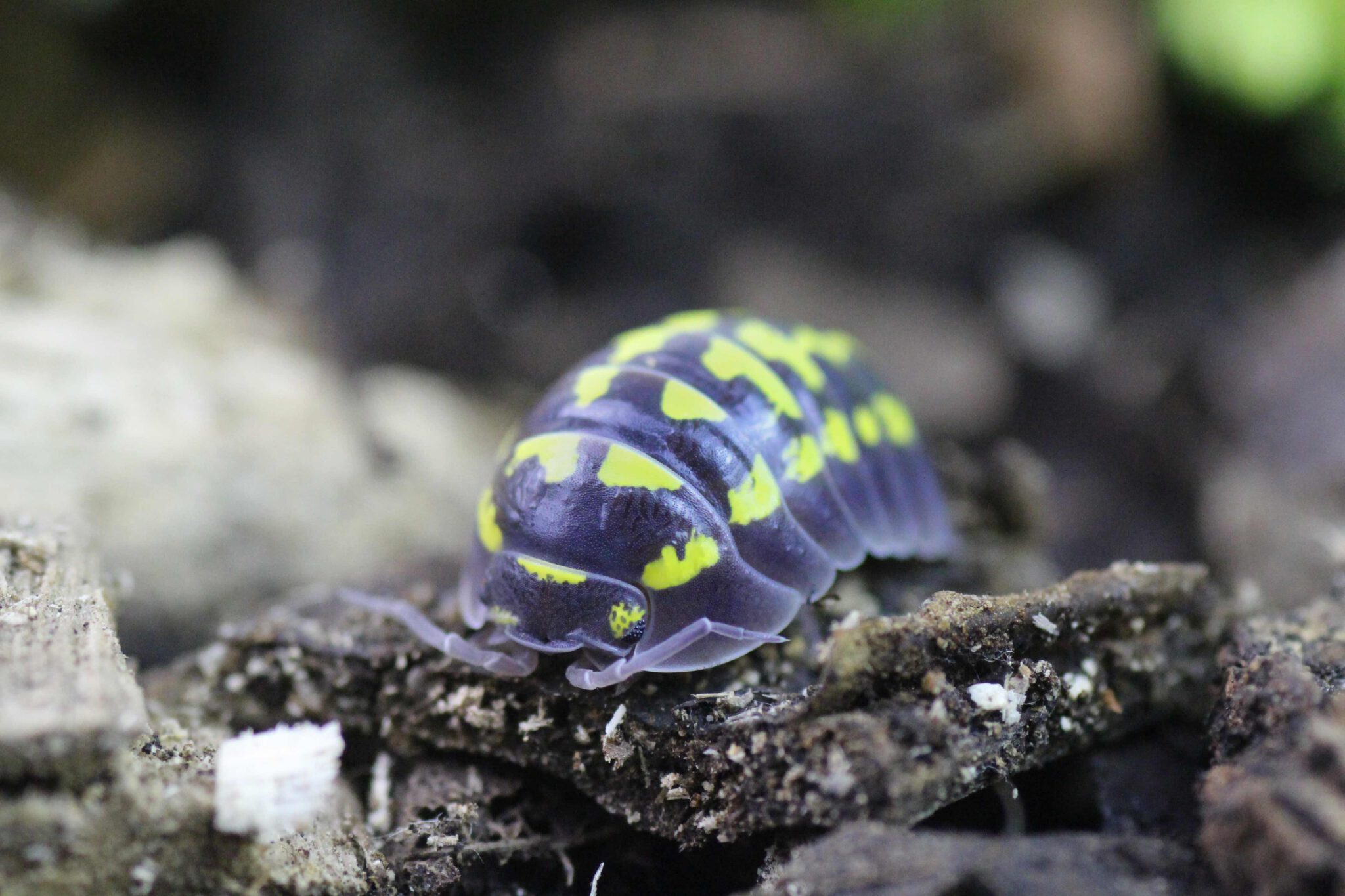 Armadillidium gestroi Insektenliebe