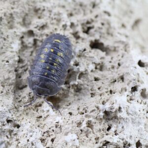 Armadillidium granulatum
