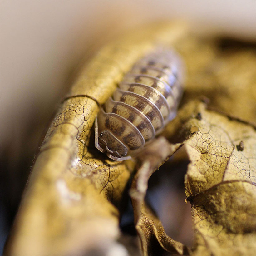 Armadillidium nasatum