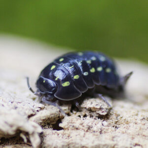 Armadillidium spec. "Albania"