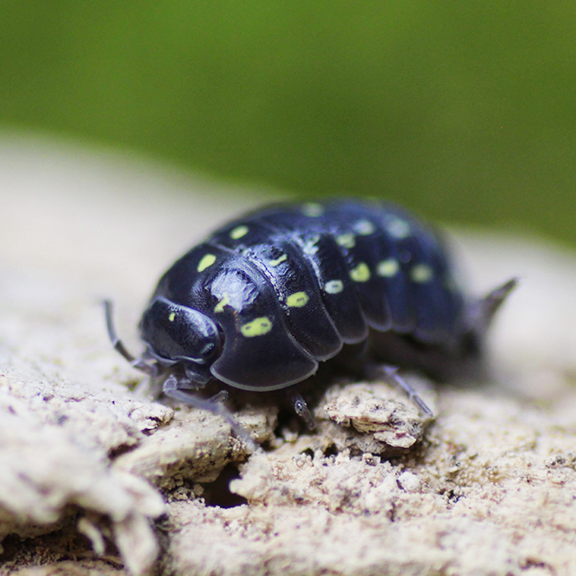 Armadillidium spec. "Albania"