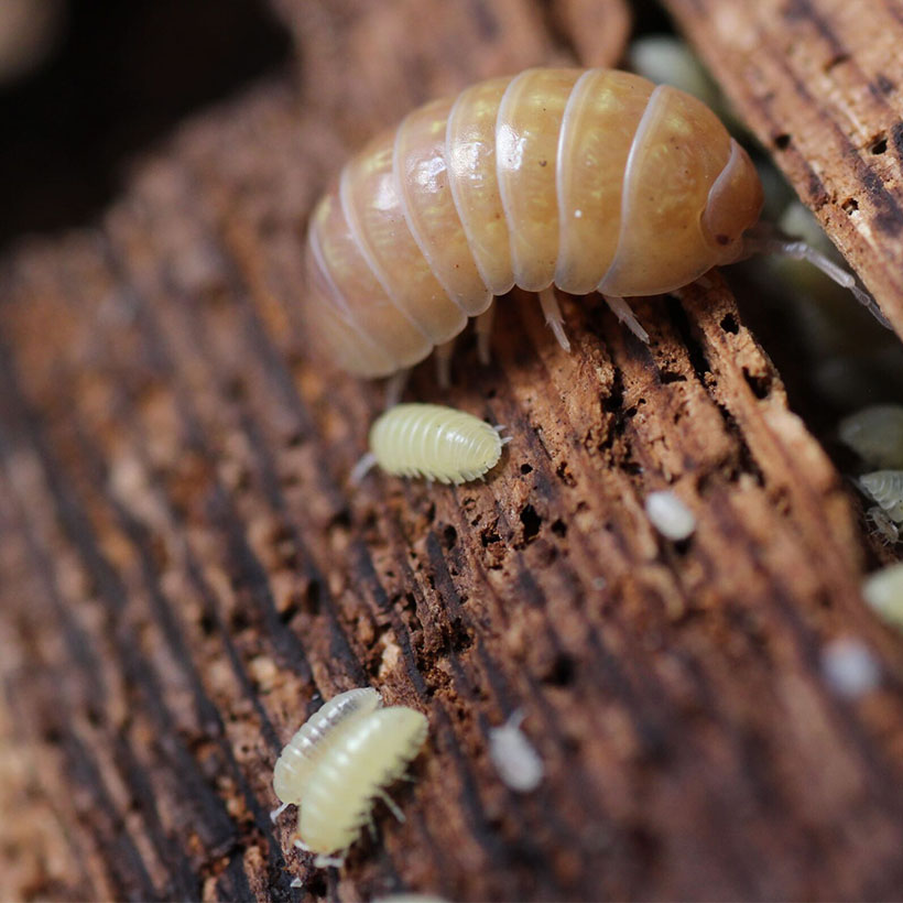 Armadillidium spec. "Albino"