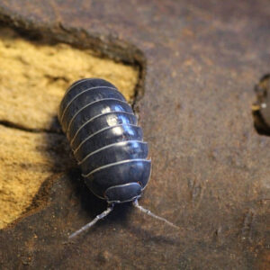 Armadillidium vulgare