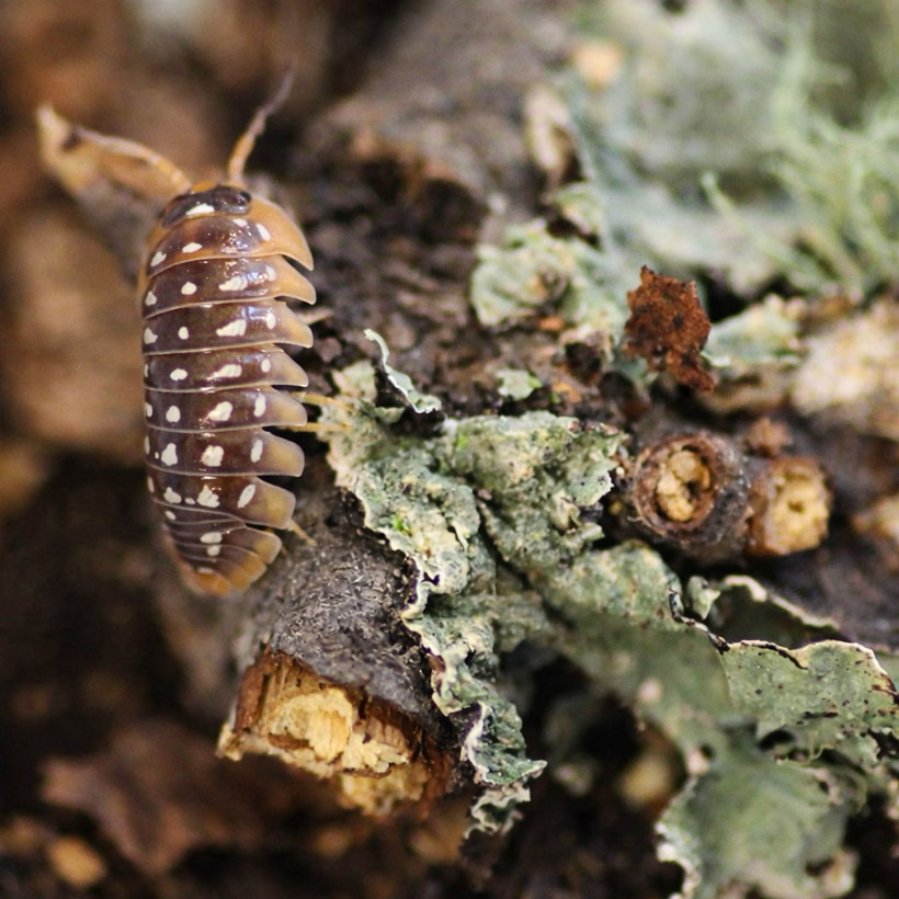 Armadillidium werneri