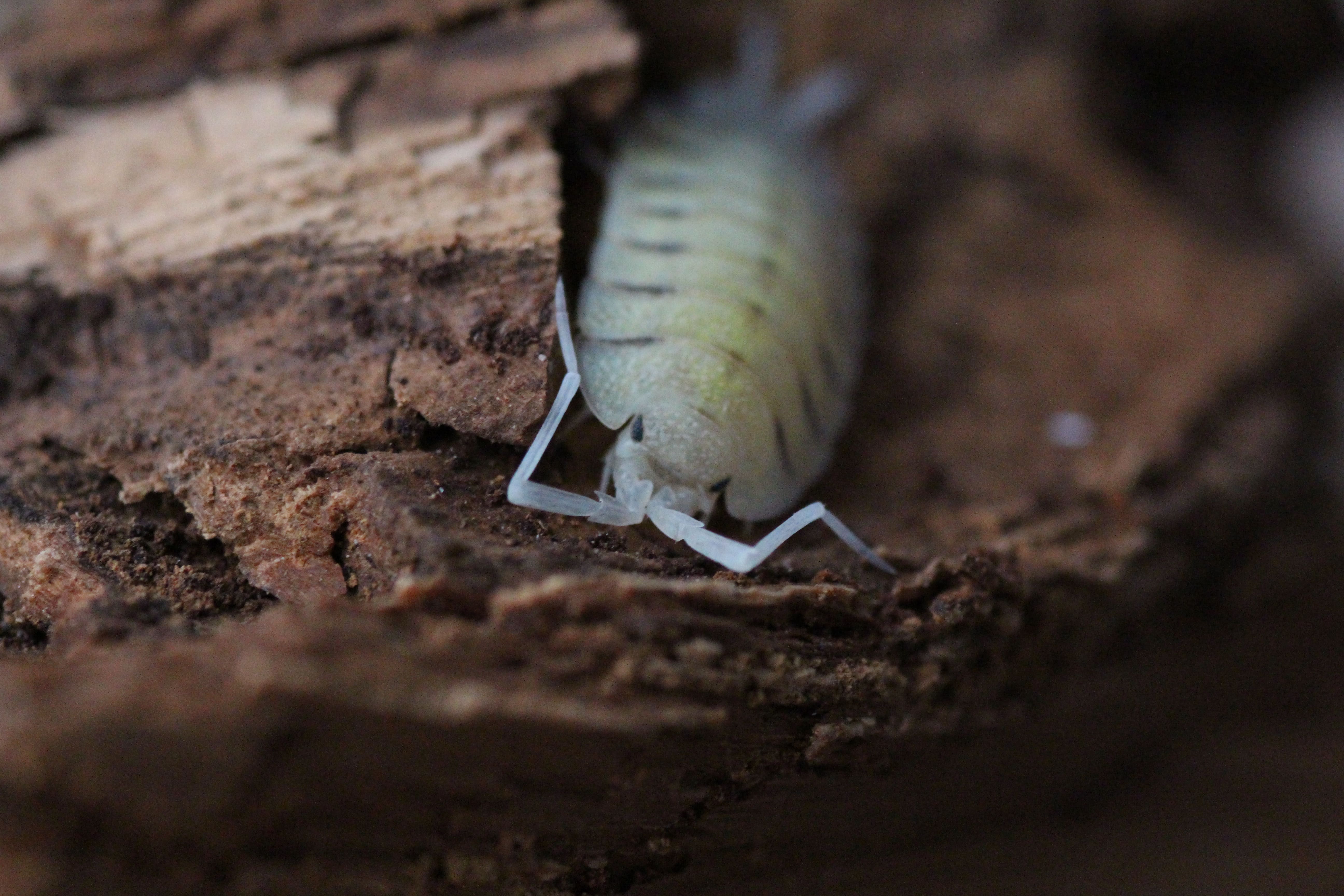 Porcellio bolivari bolivari