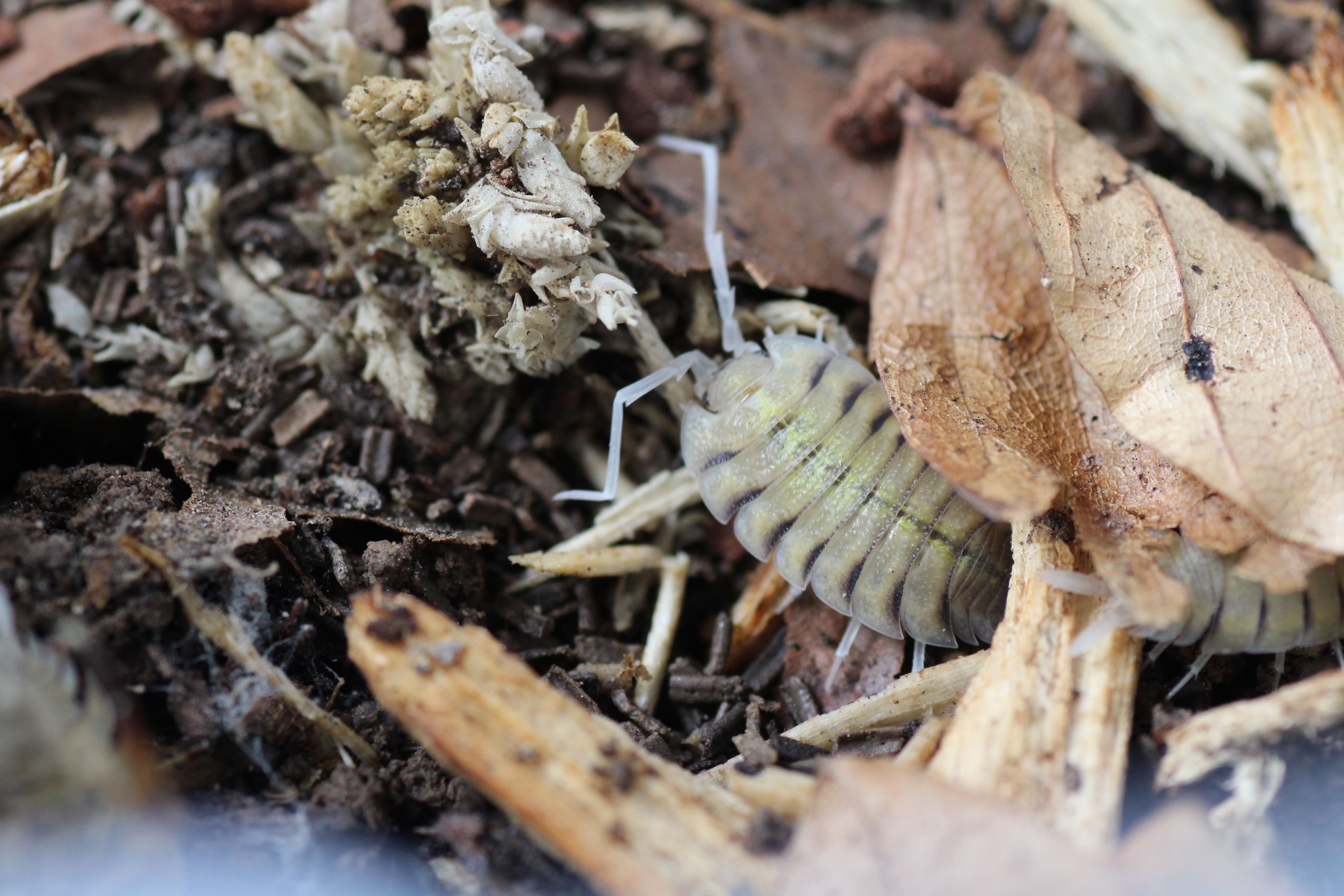 Porcellio bolivari bolivari