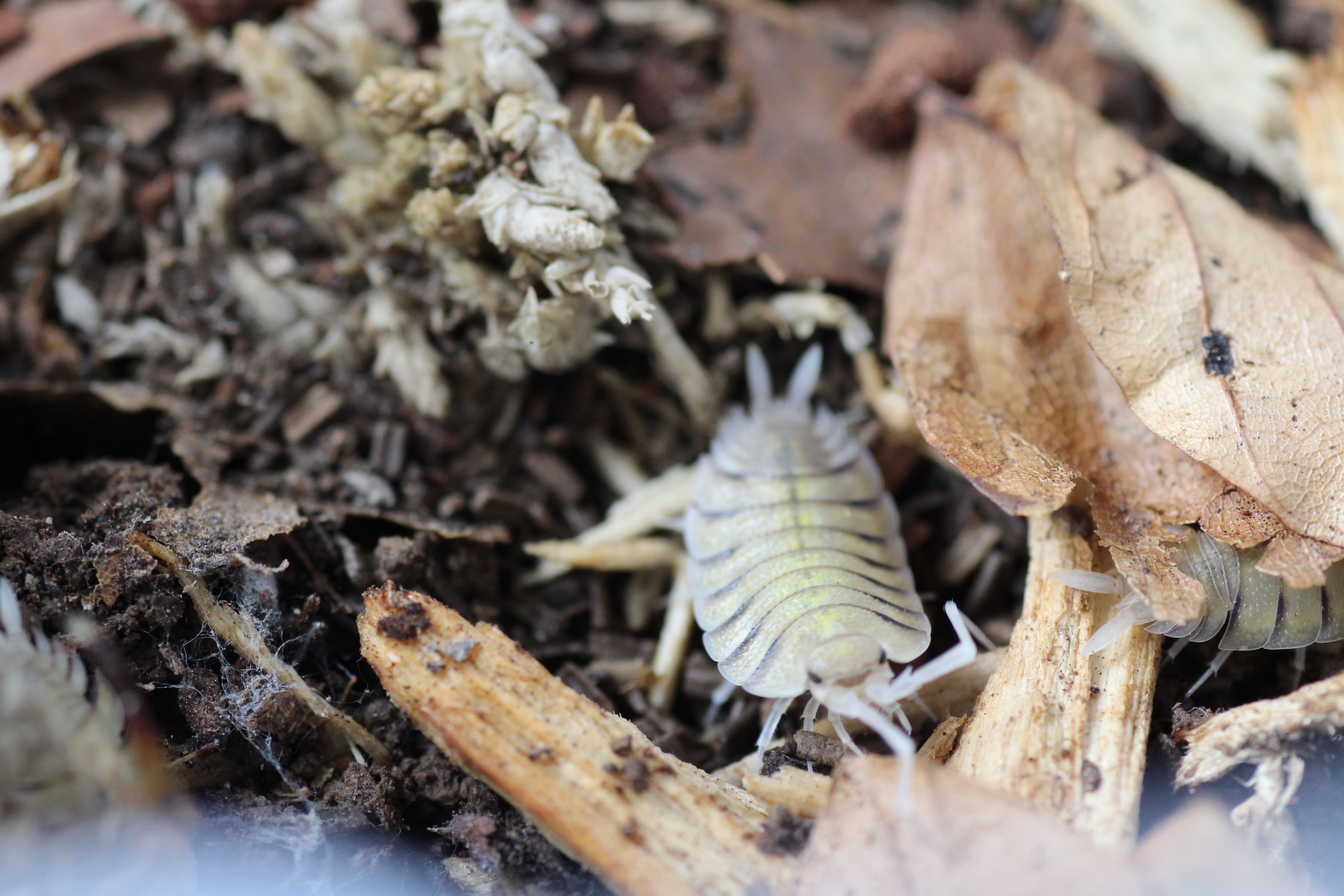 Porcellio bolivari bolivari