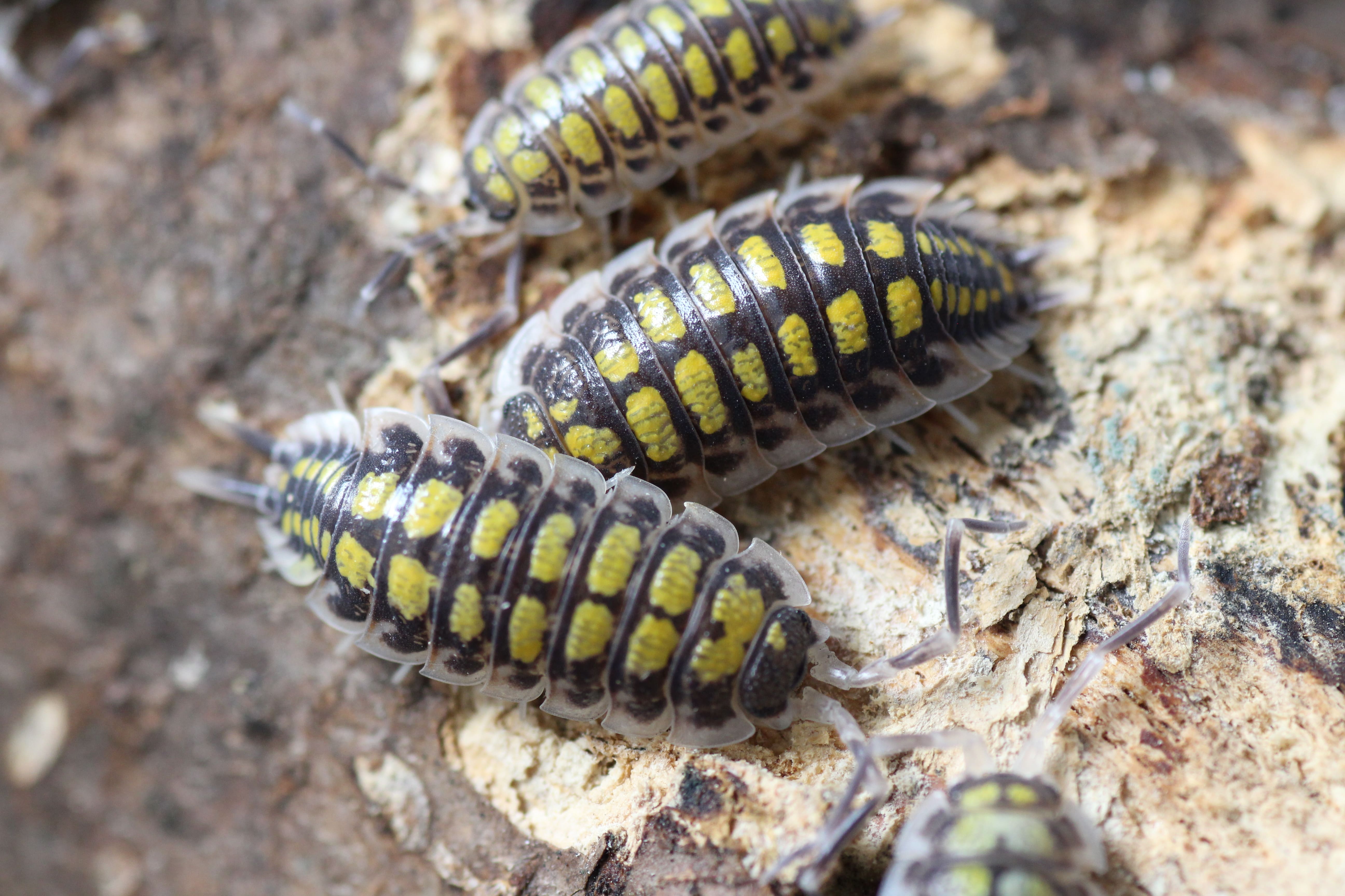 Porcellio haasi