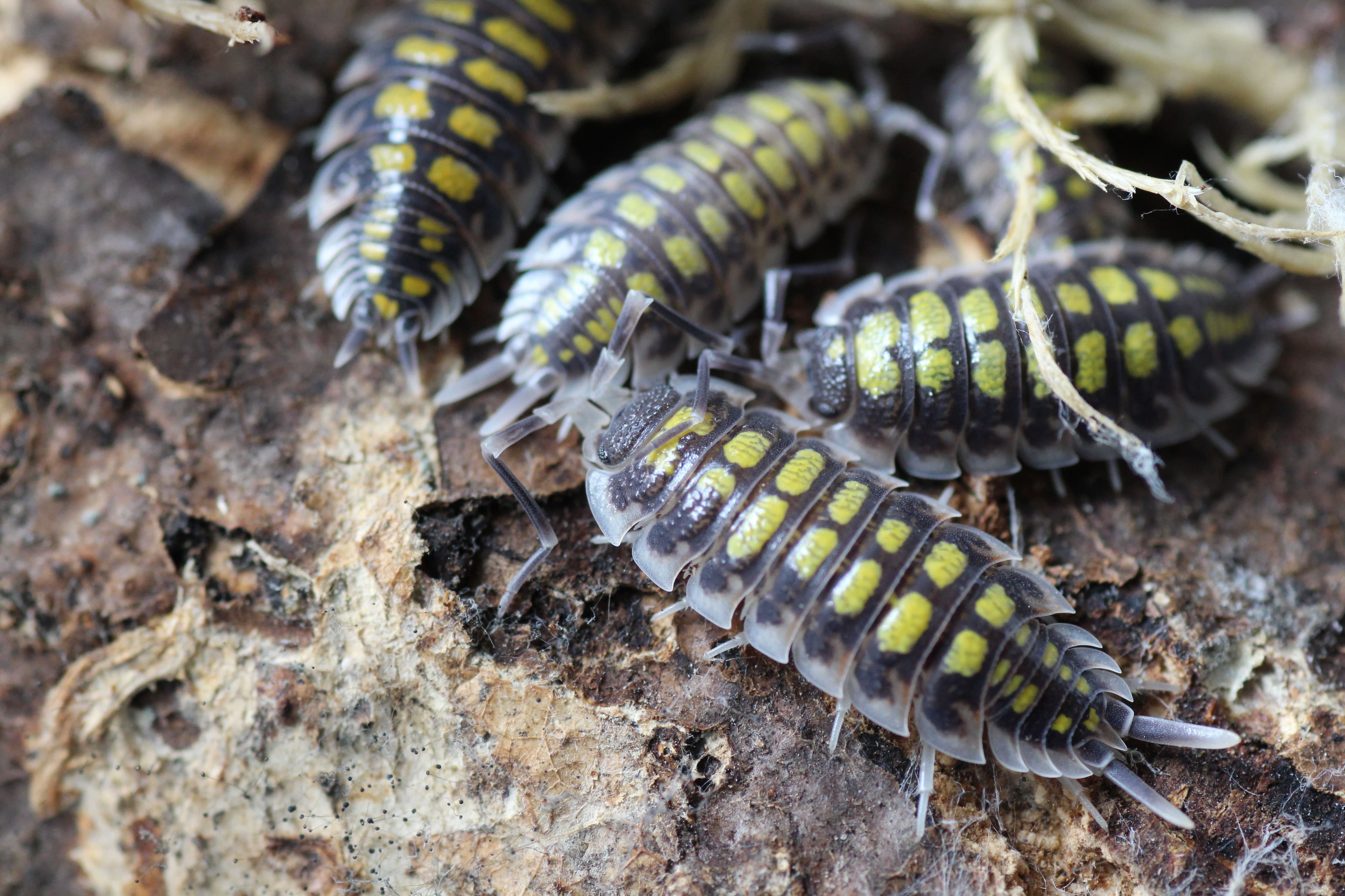 Porcellio haasi