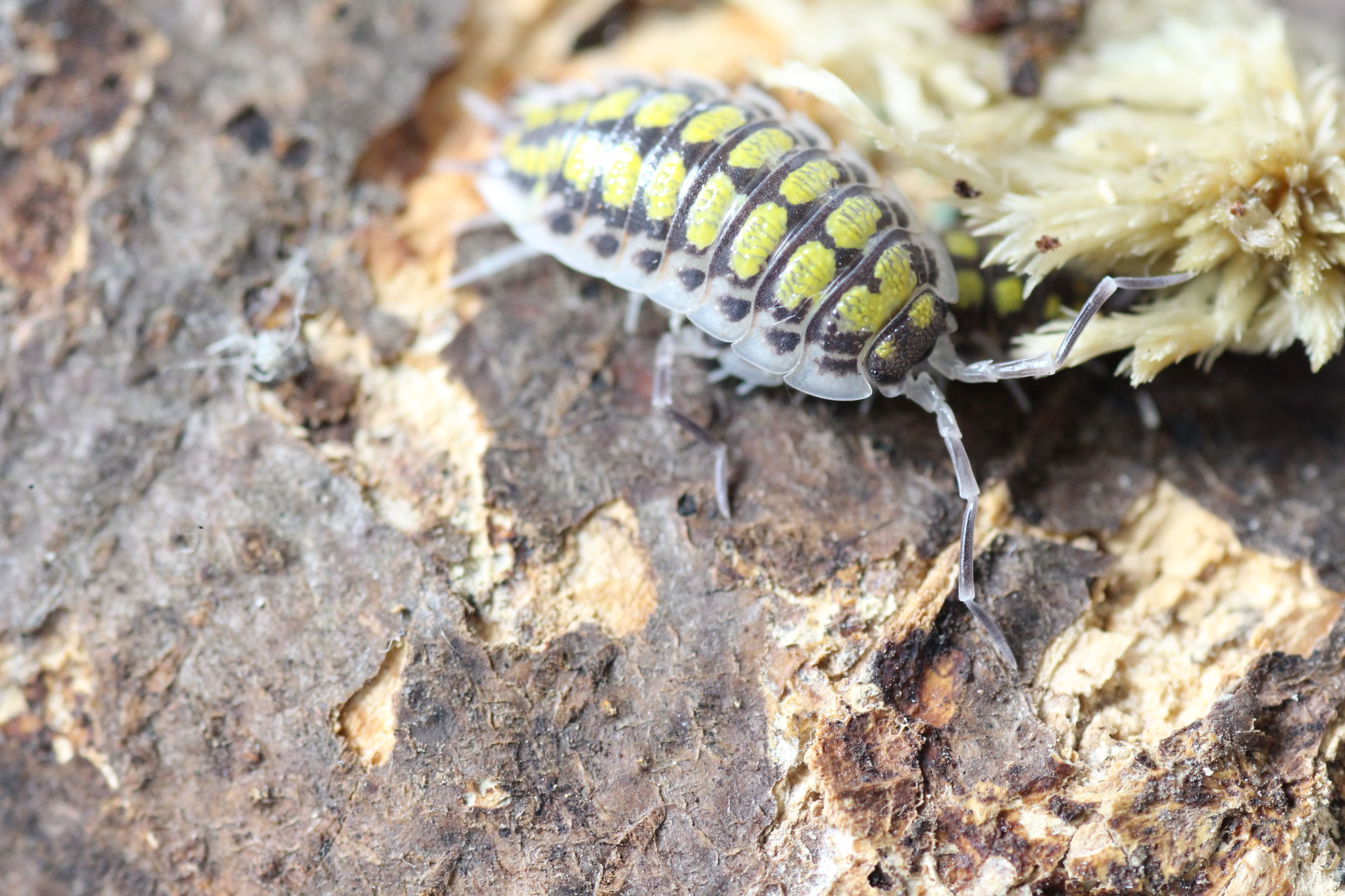 Porcellio haasi