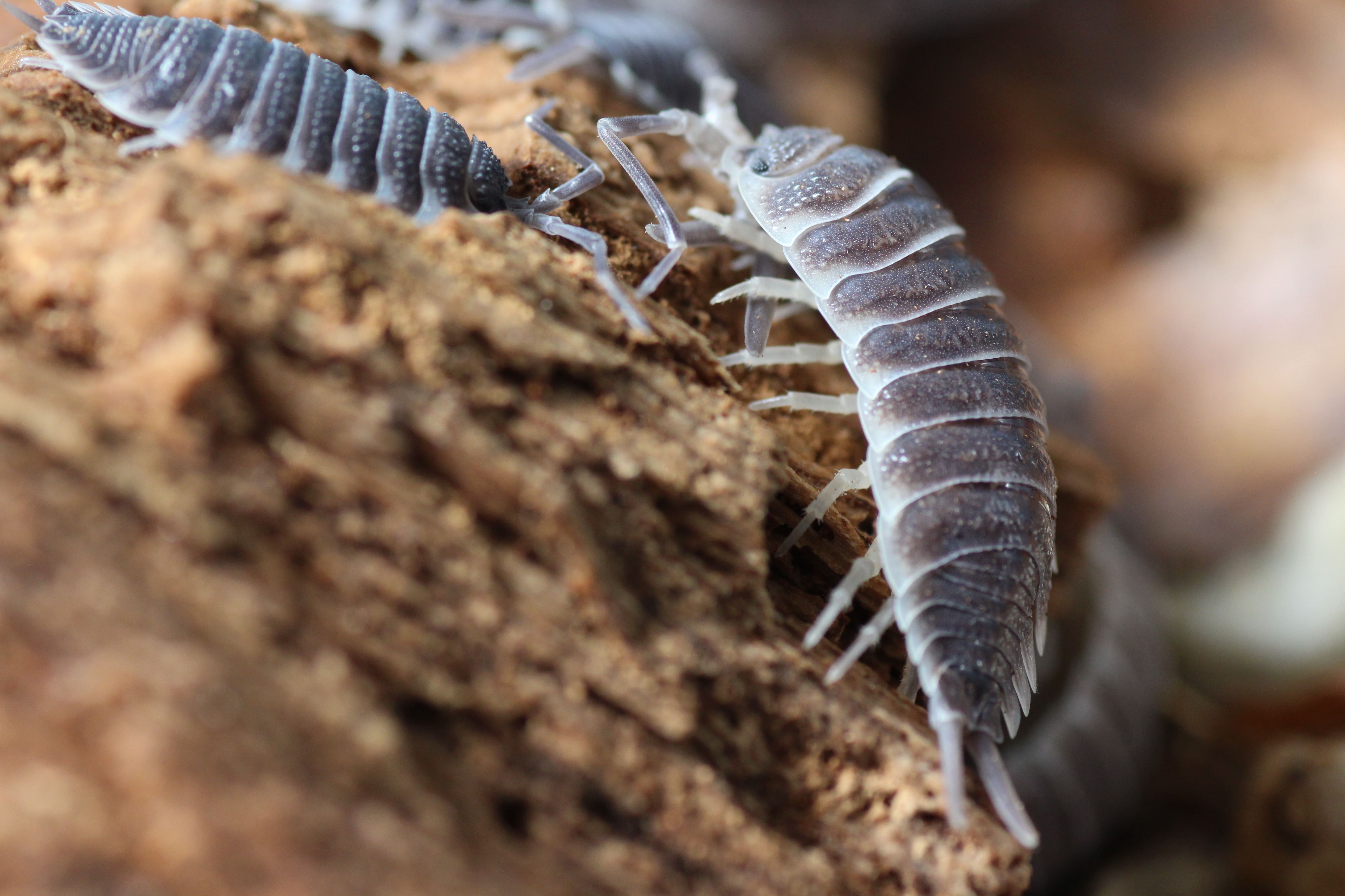 Porcellio hoffmannseggi