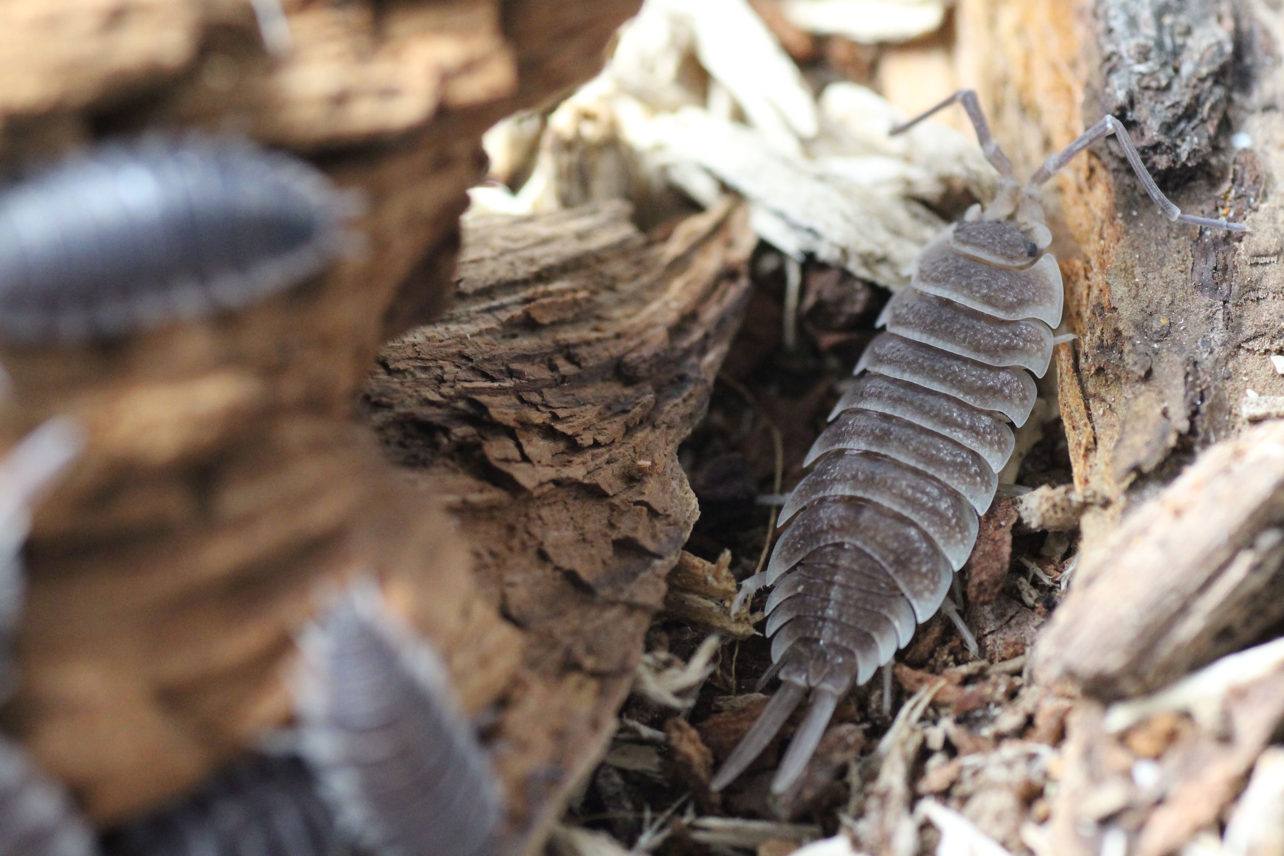 Porcellio hoffmannseggi