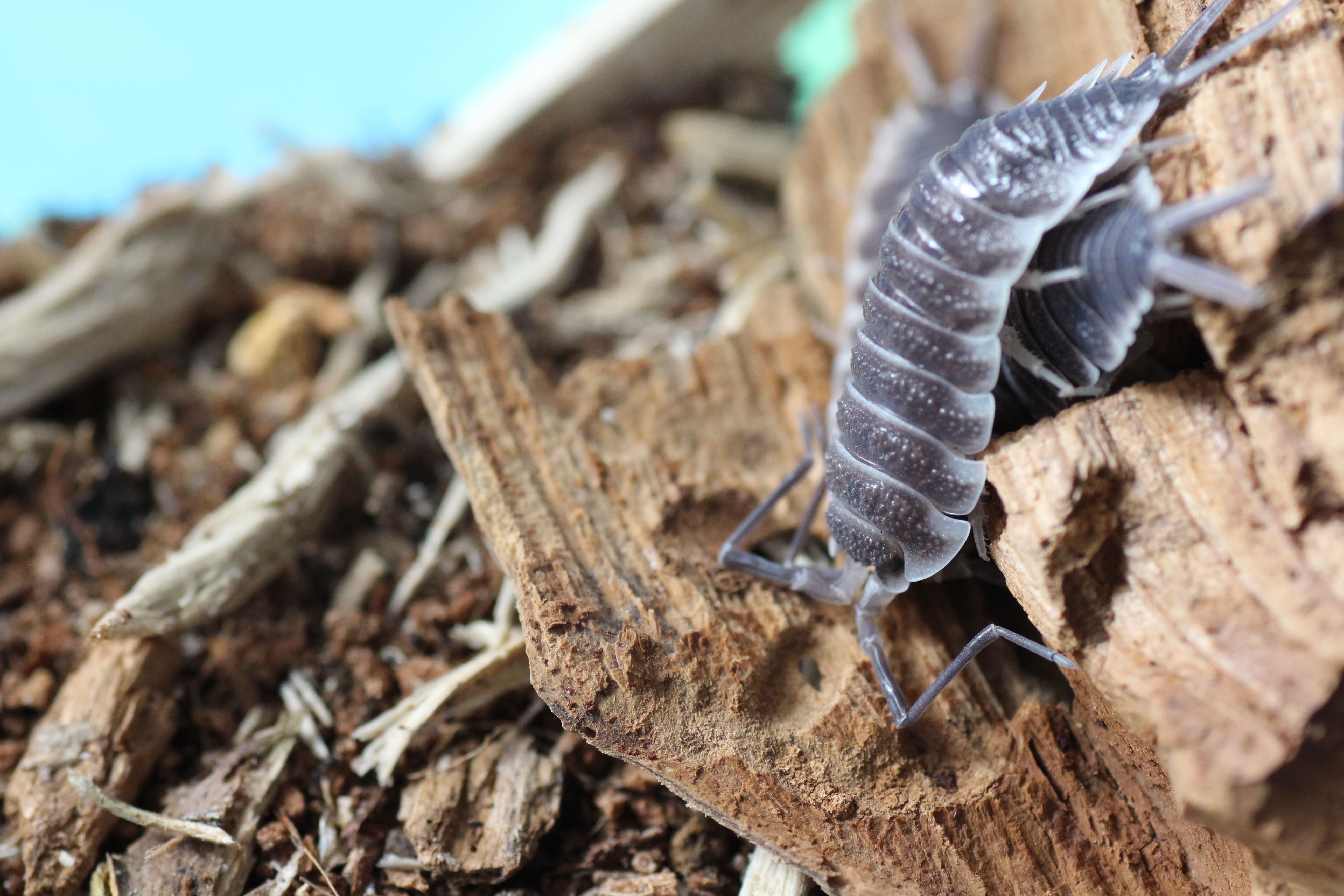 Porcellio hoffmannseggi