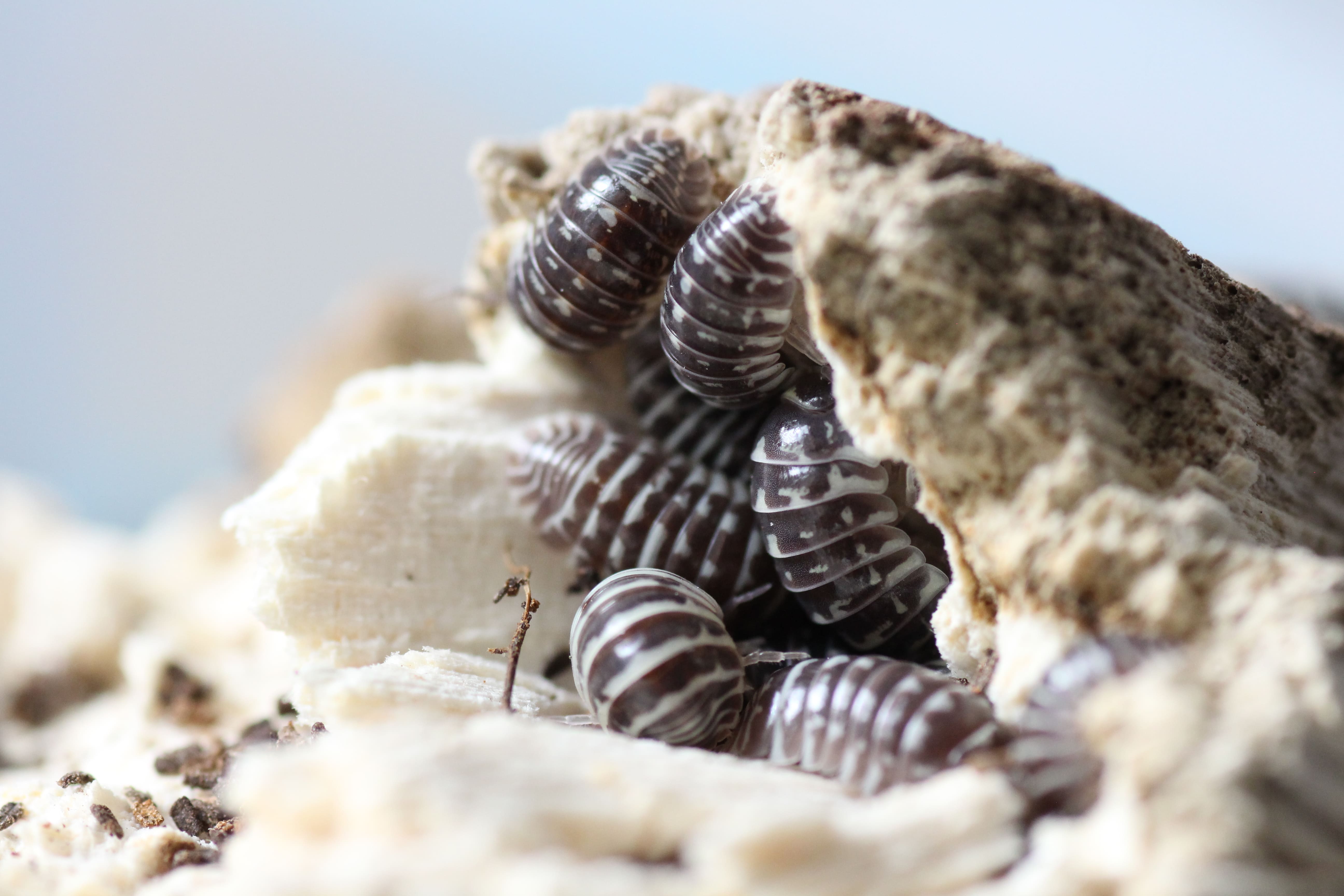 Armadillidium maculatum- Zebrarollassel