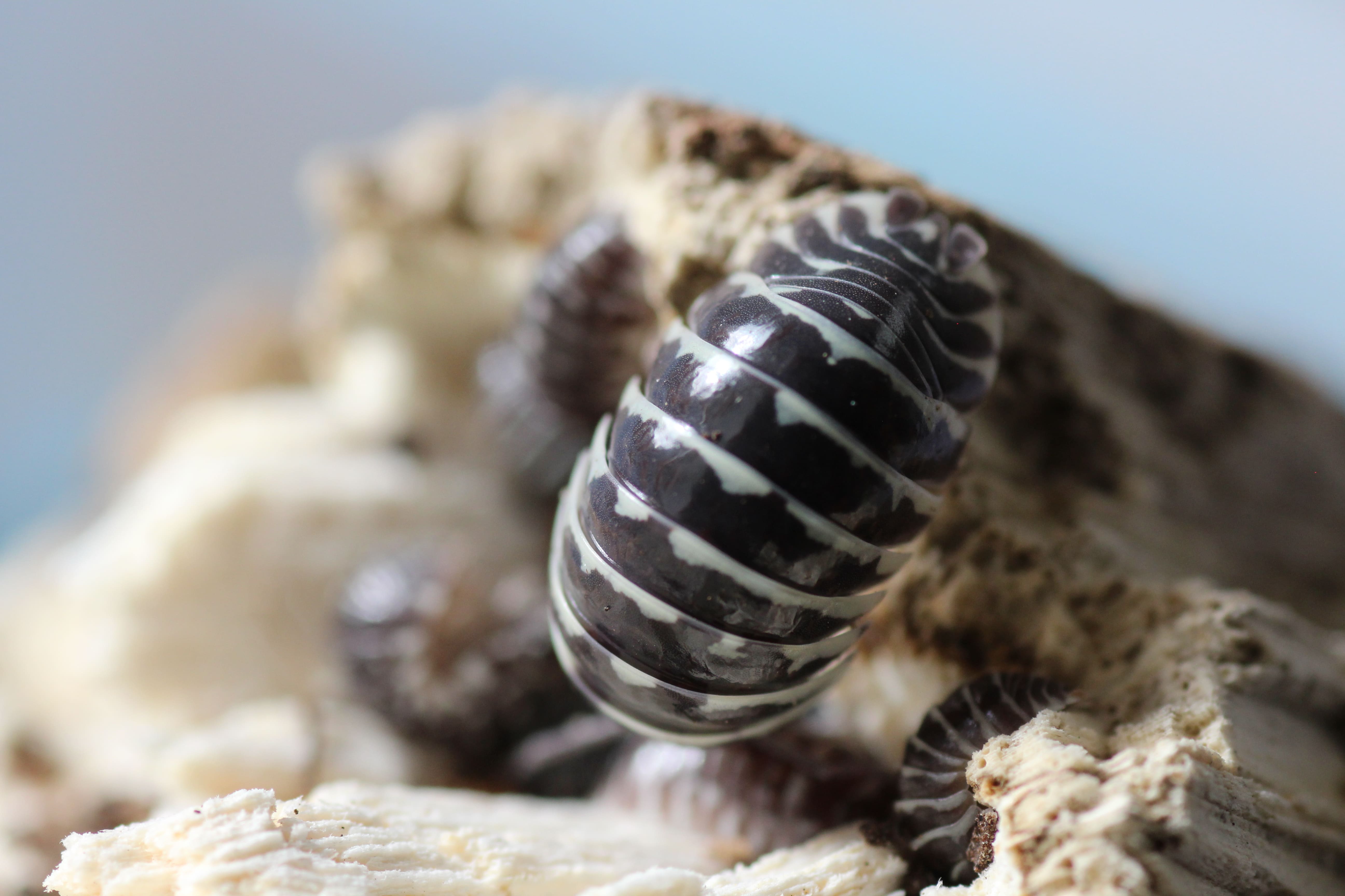 Armadillidium maculatum- Zebrarollassel