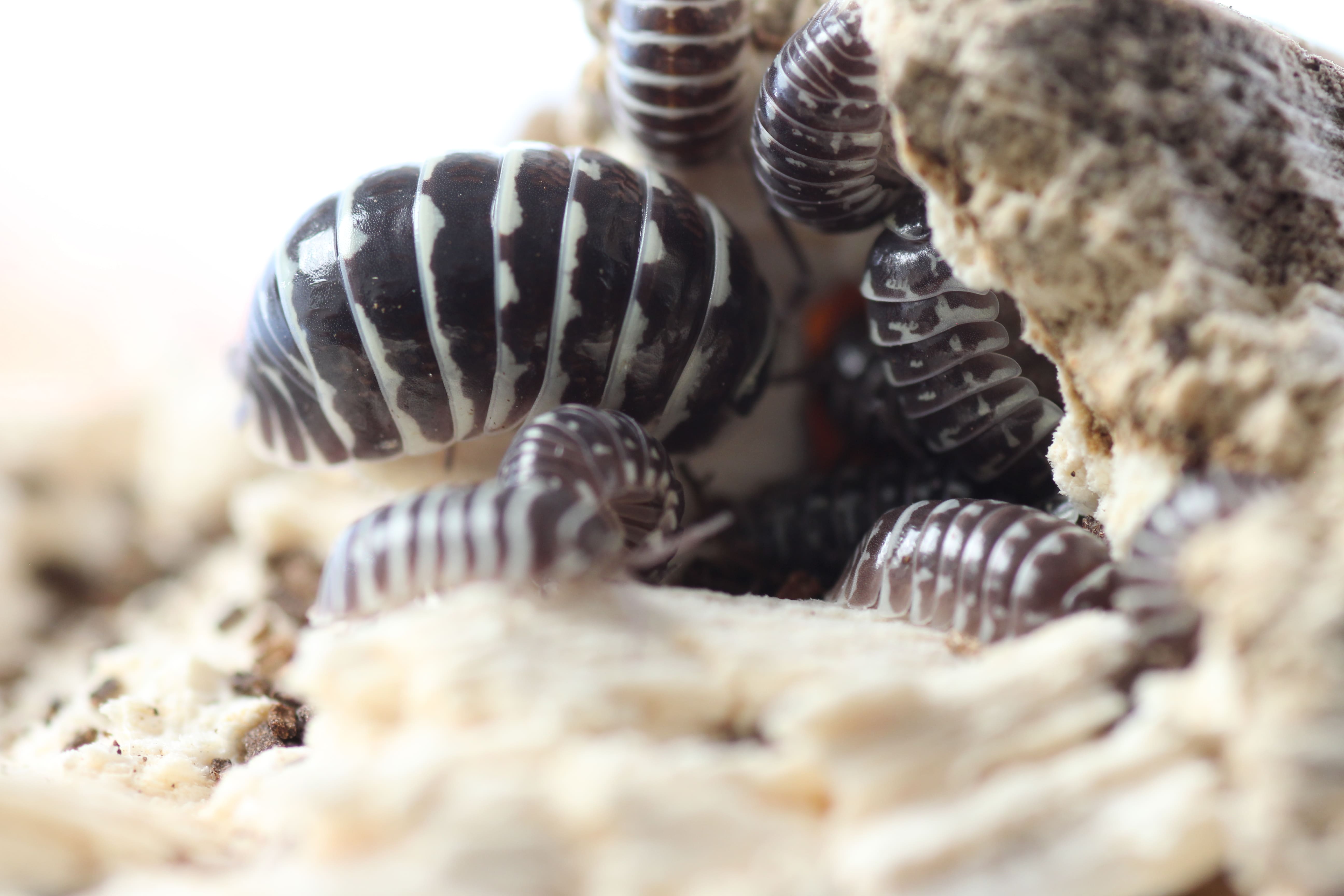 Armadillidium maculatum- Zebrarollassel