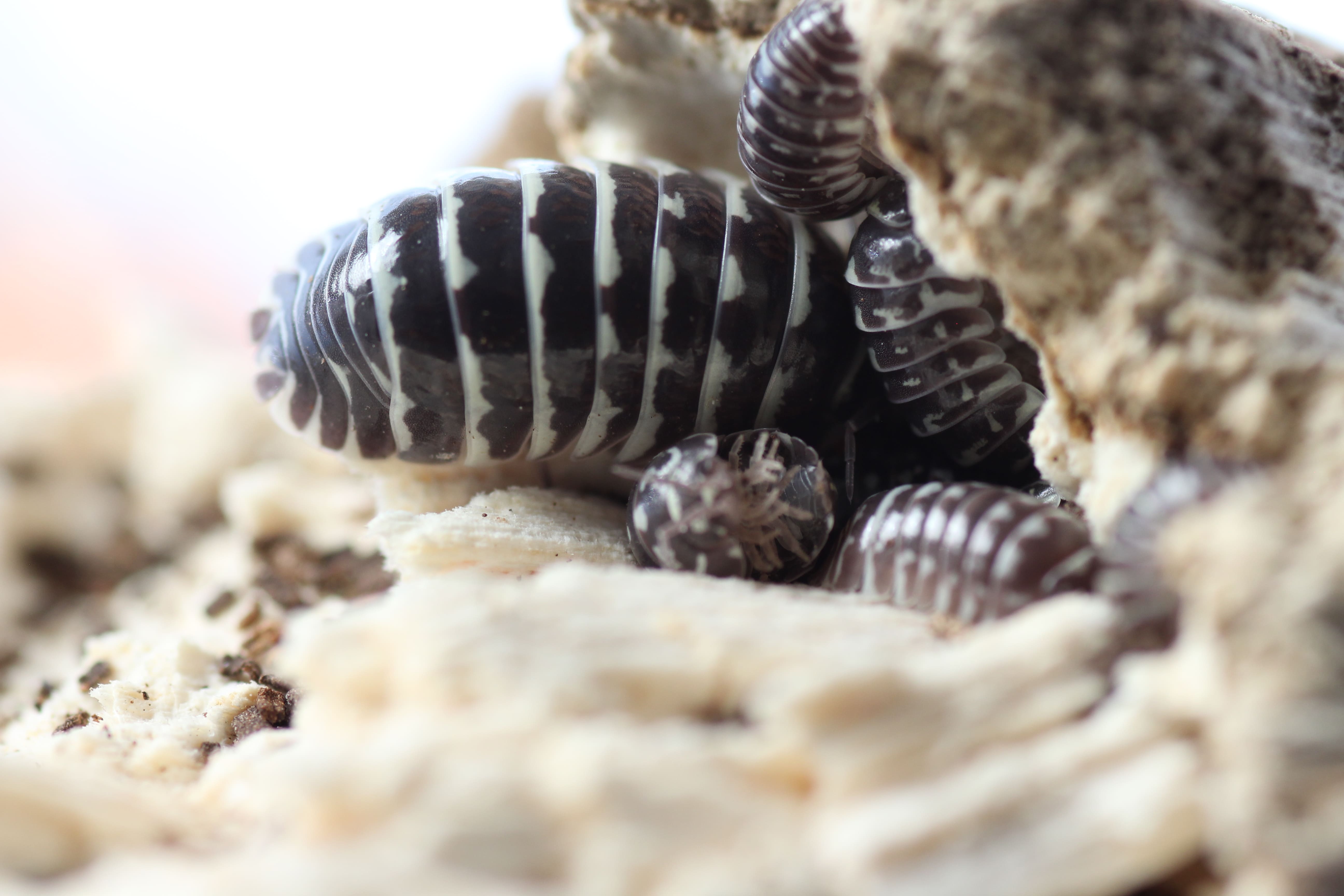 Armadillidium maculatum- Zebrarollassel