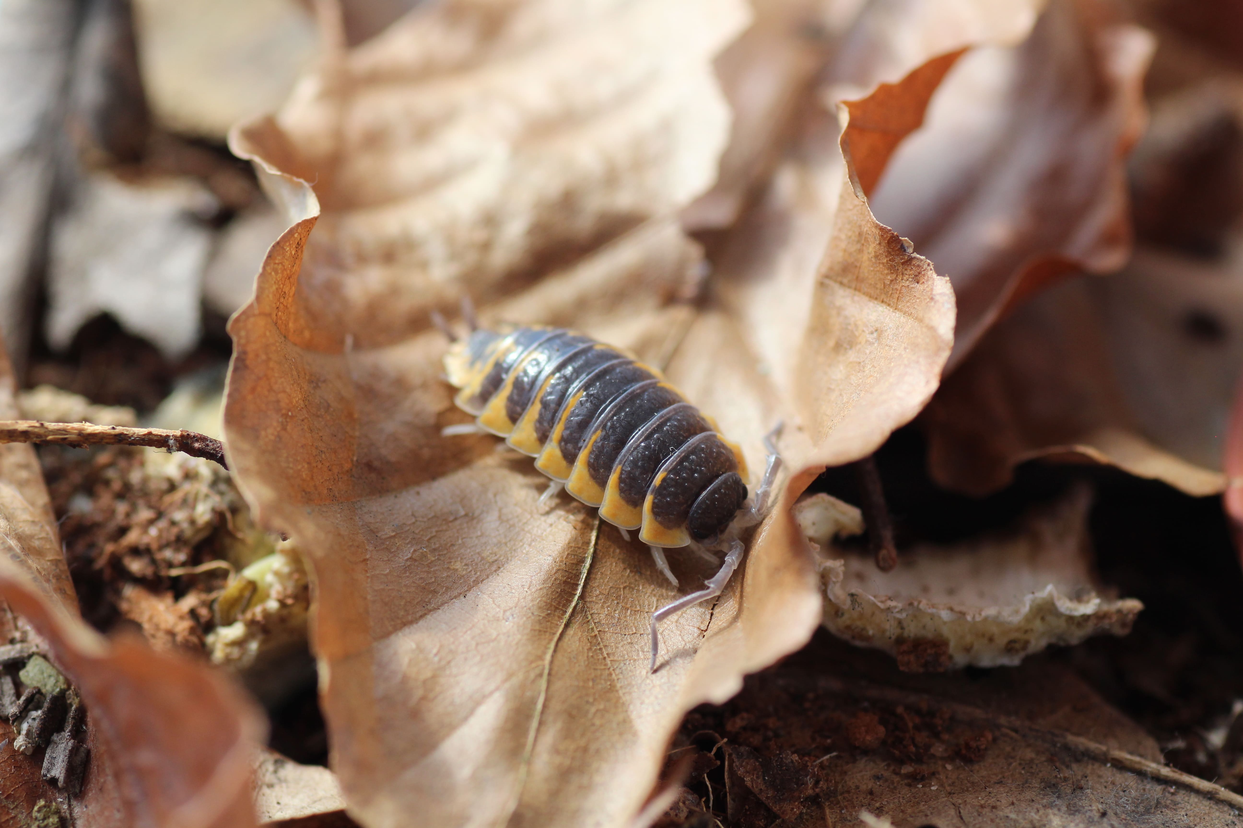 Porcellio ornatus