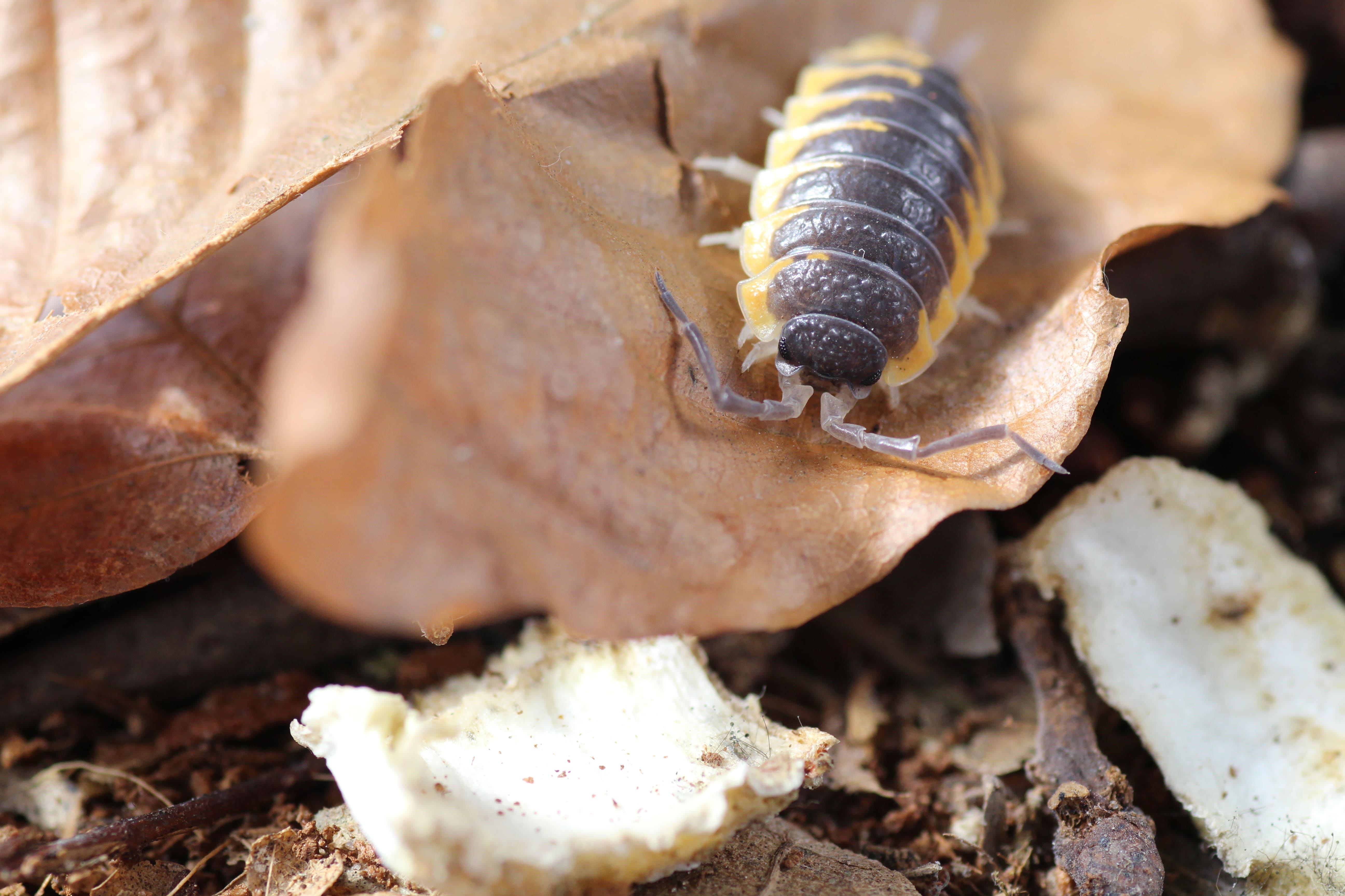 Porcellio ornatus