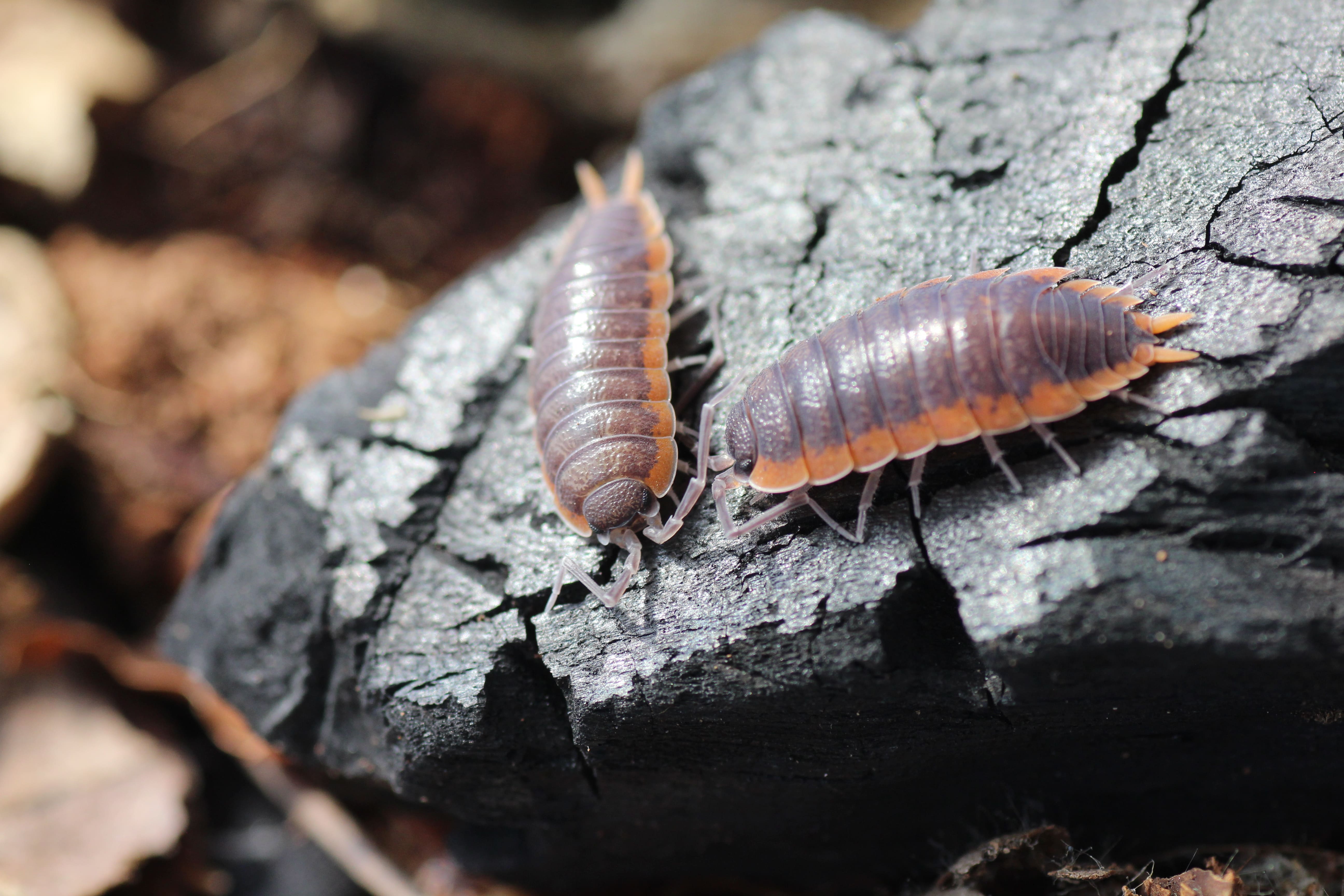 Porcellio spec. Marocco