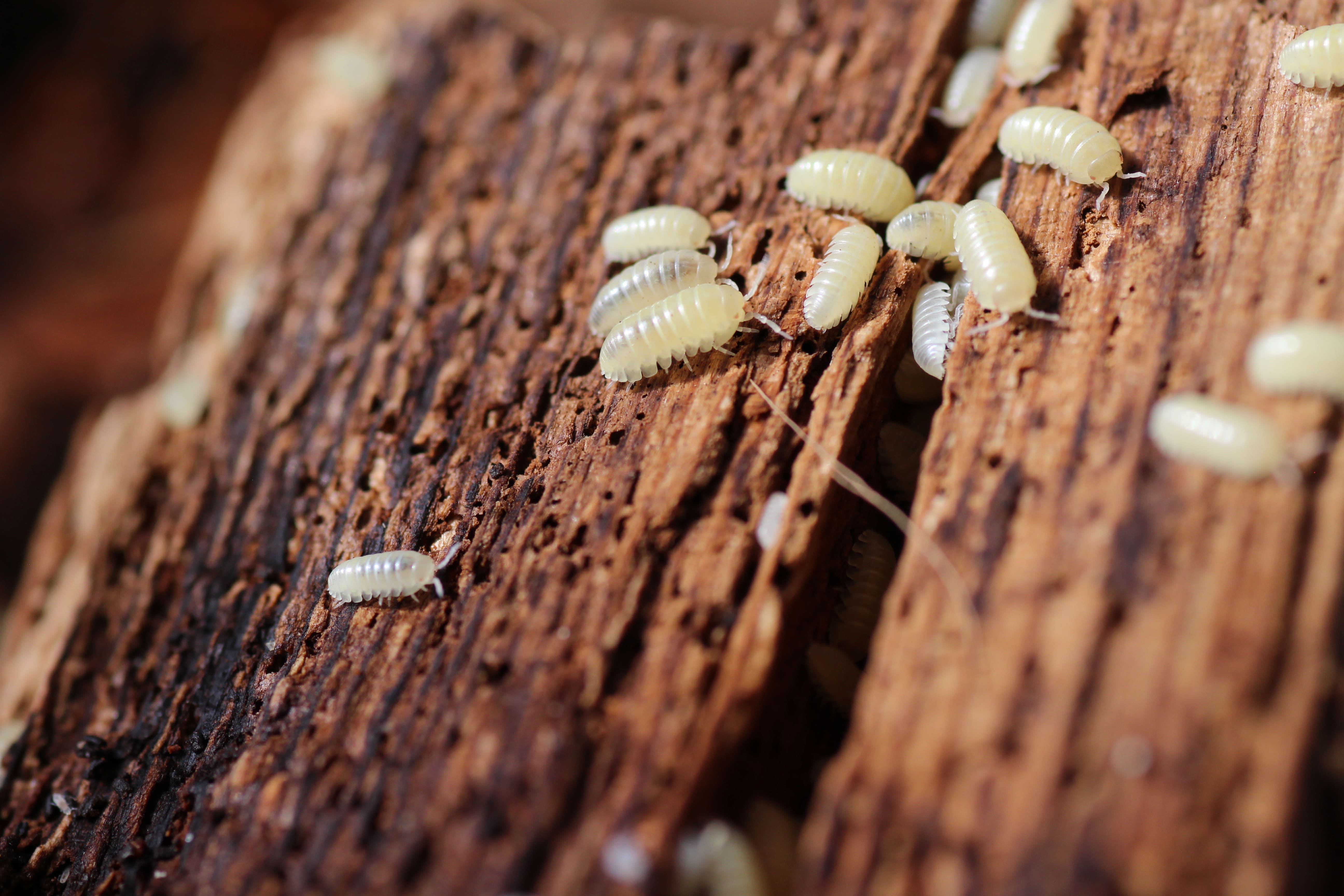 Armadillidium spec. Albino