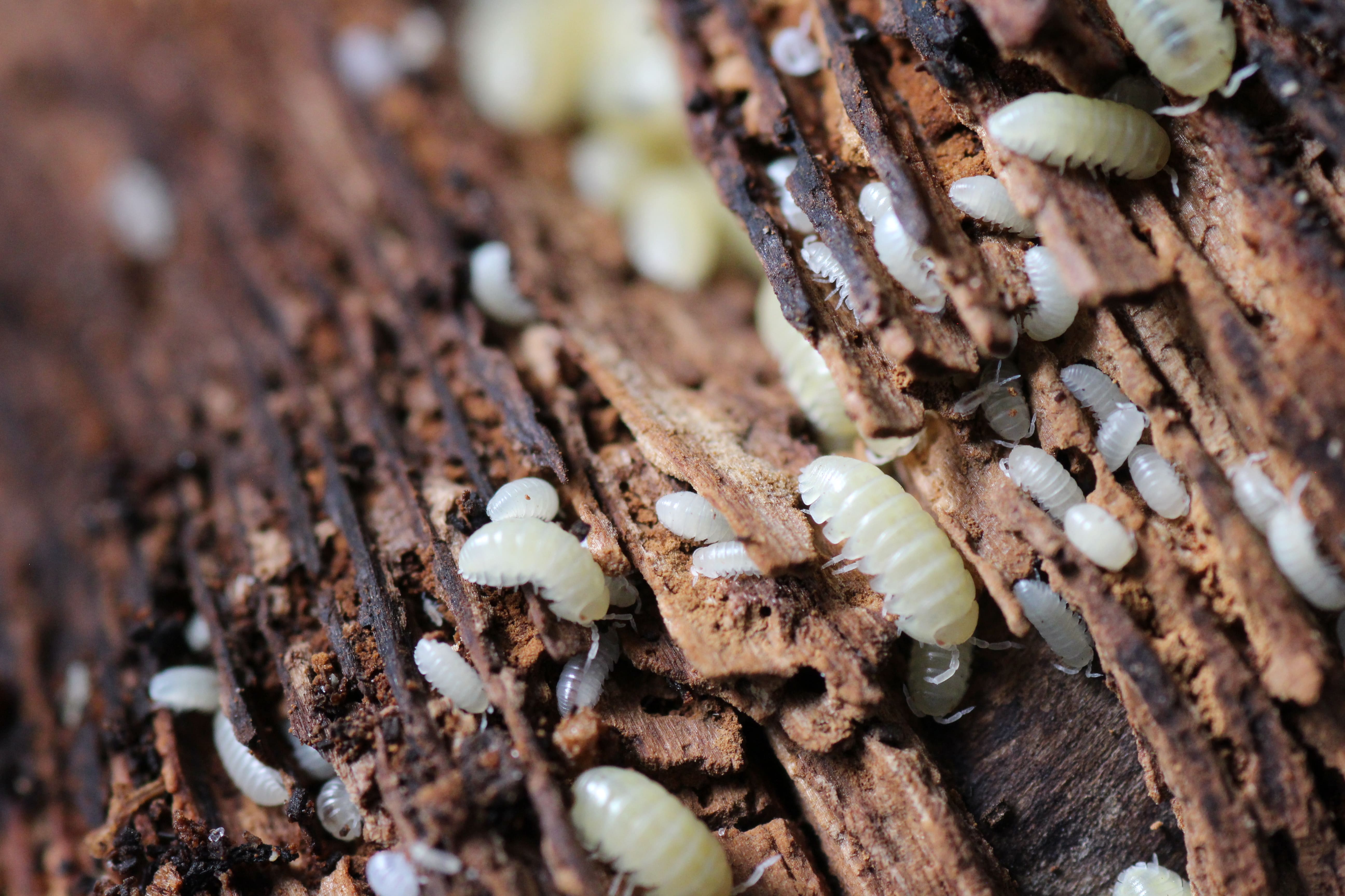 Armadillidium spec. Albino
