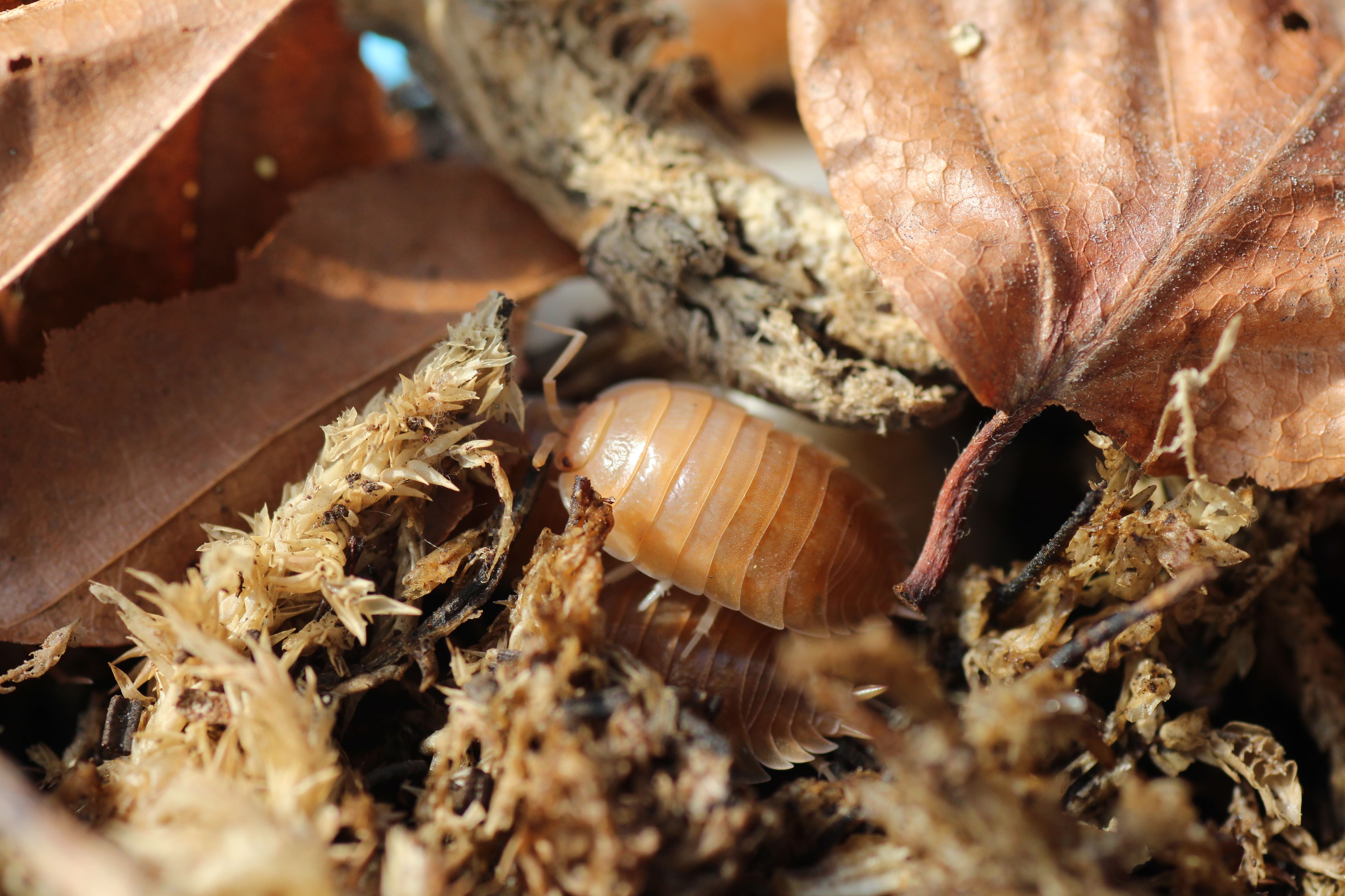 Porcellio laevis "orange"