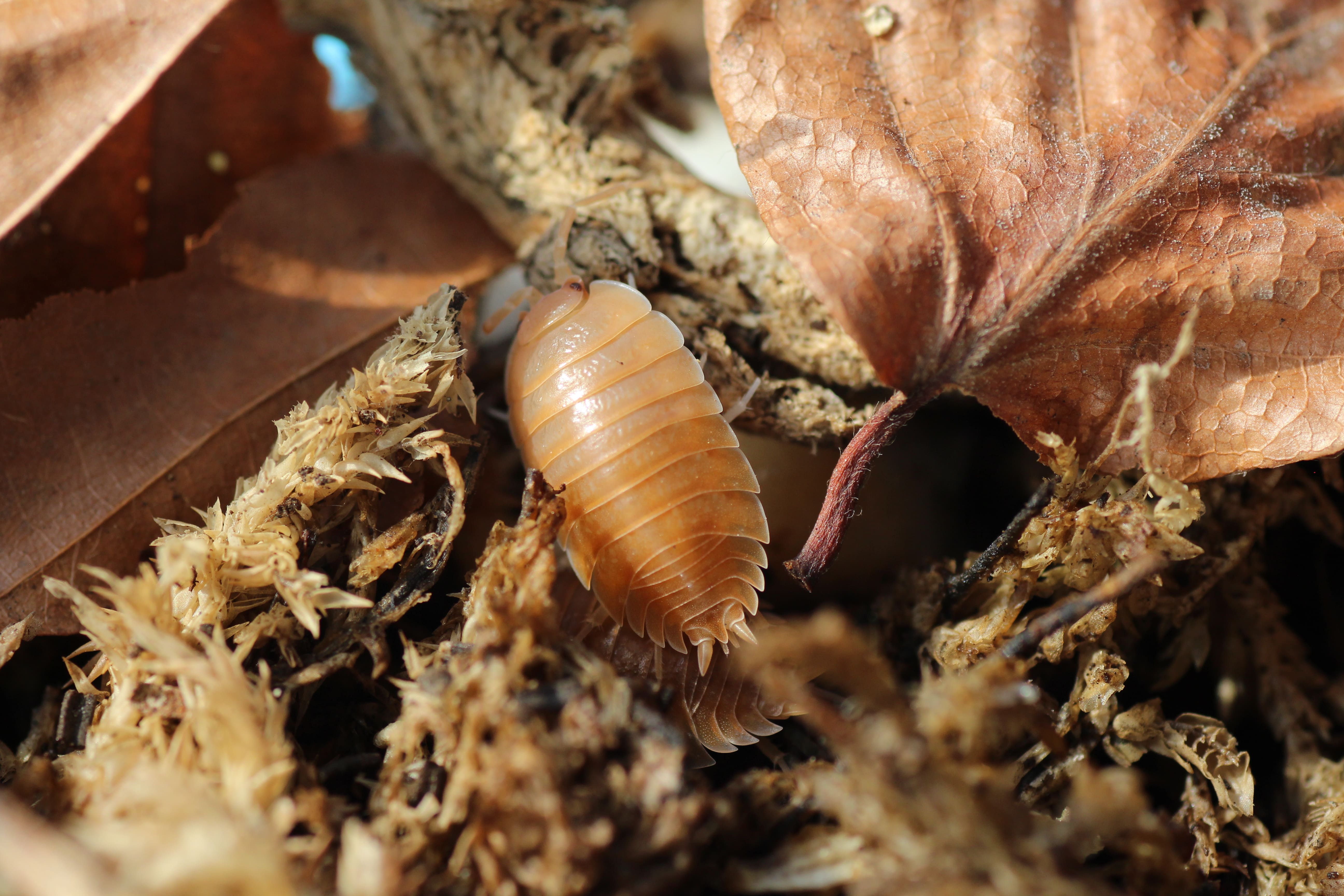 Porcellio laevis "orange"