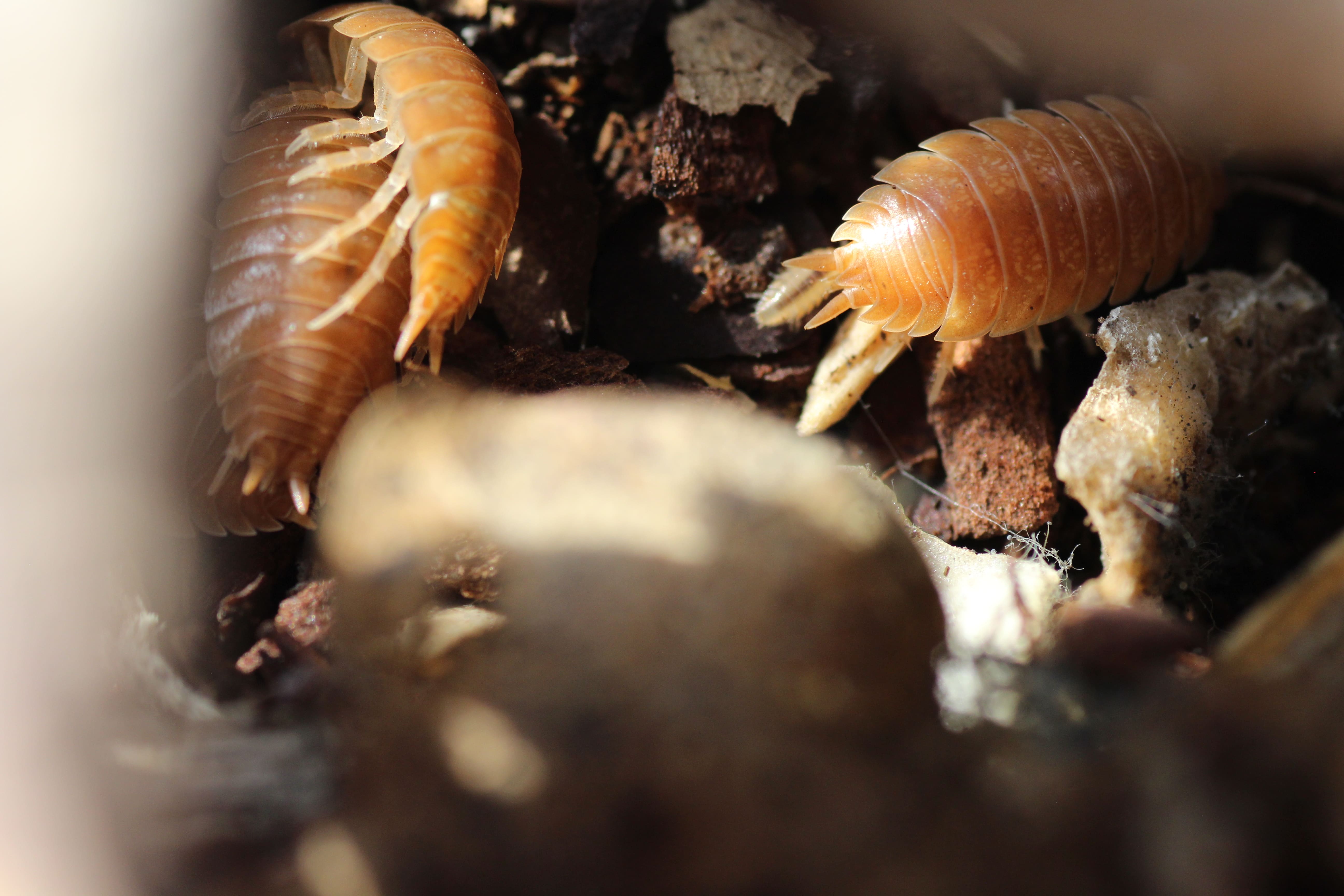 Porcellio laevis "orange"