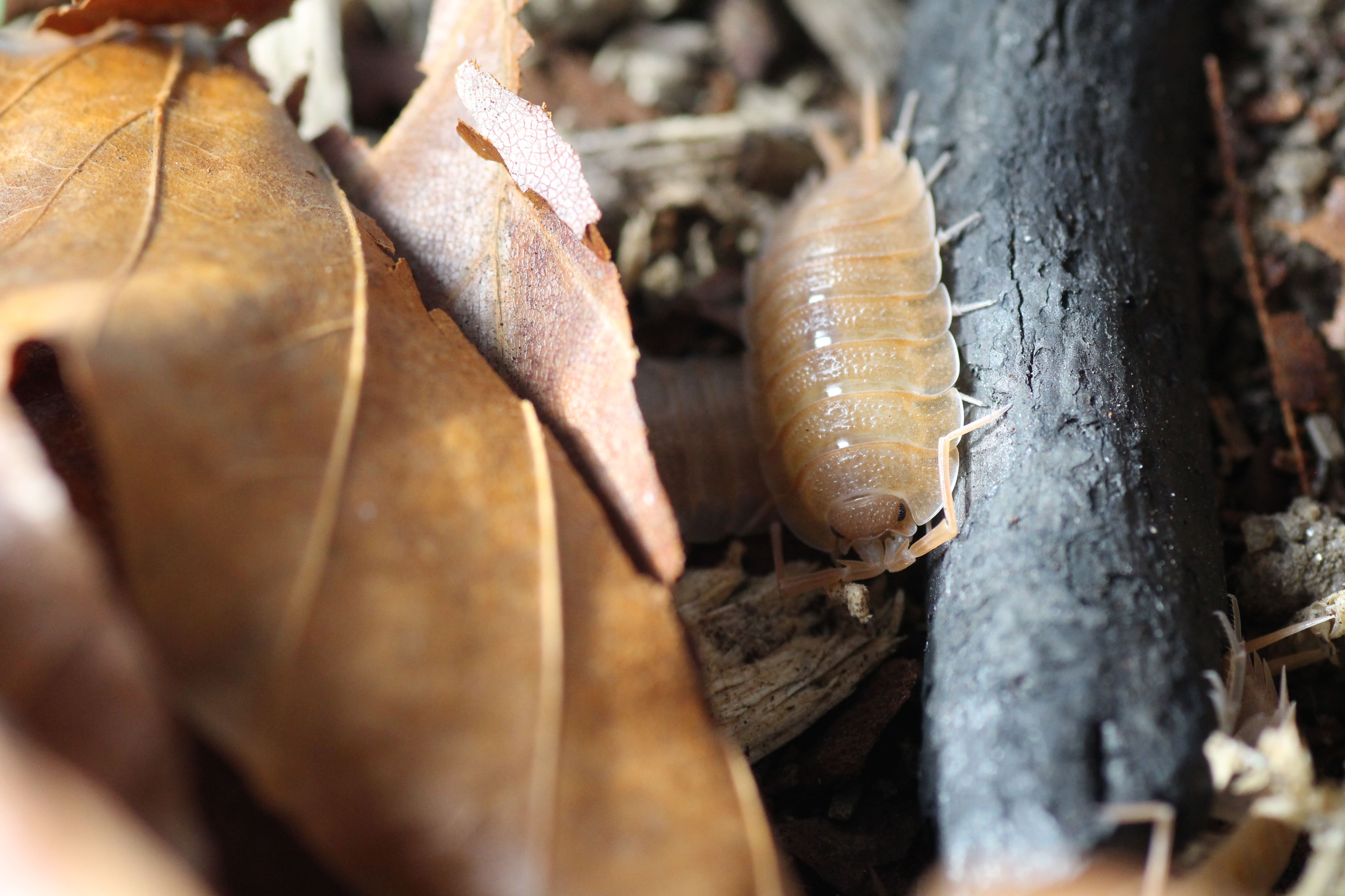 Porcellio nicklesi