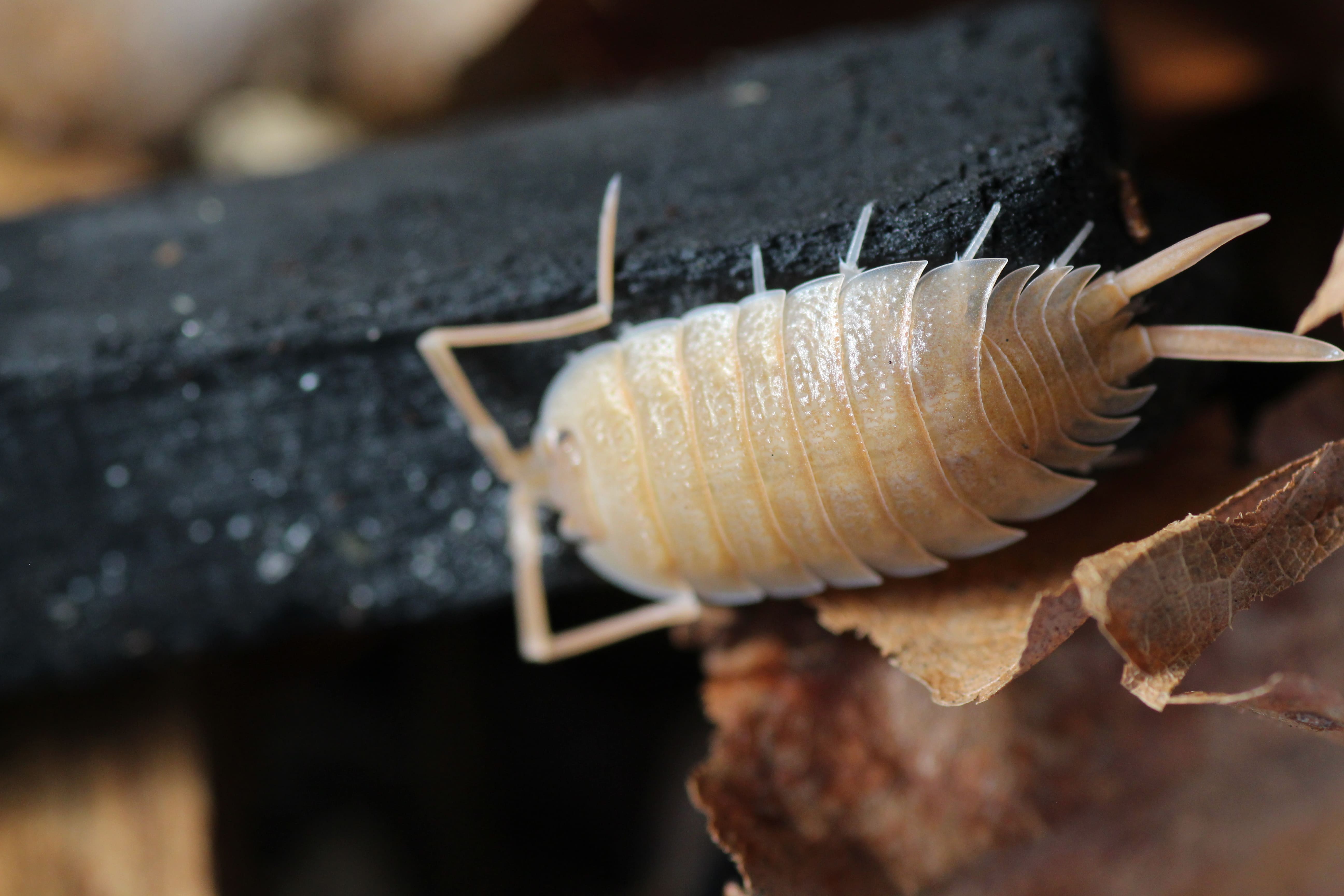 Porcellio nicklesi