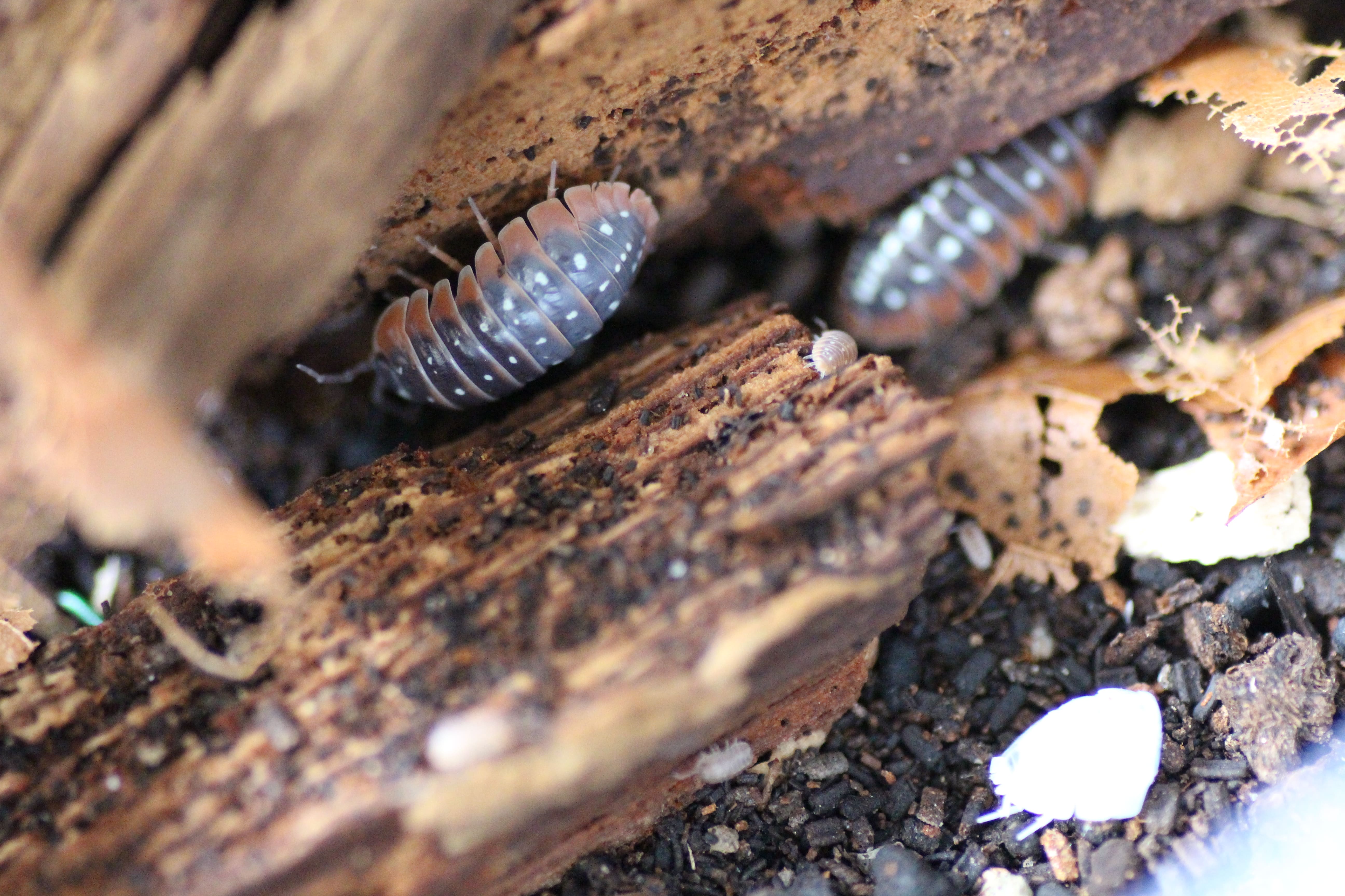 Armadillidium montenegro