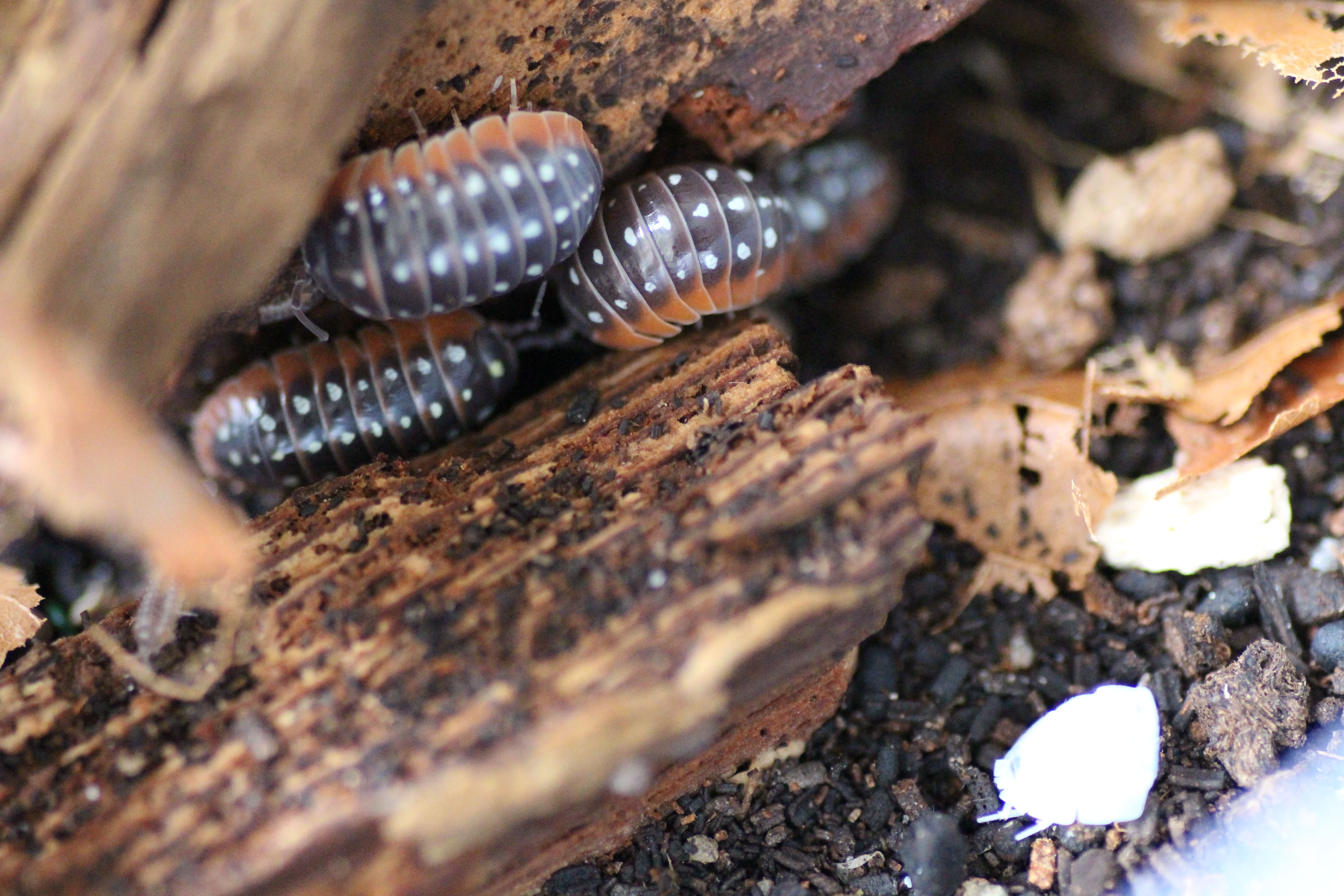 Armadillidium montenegro