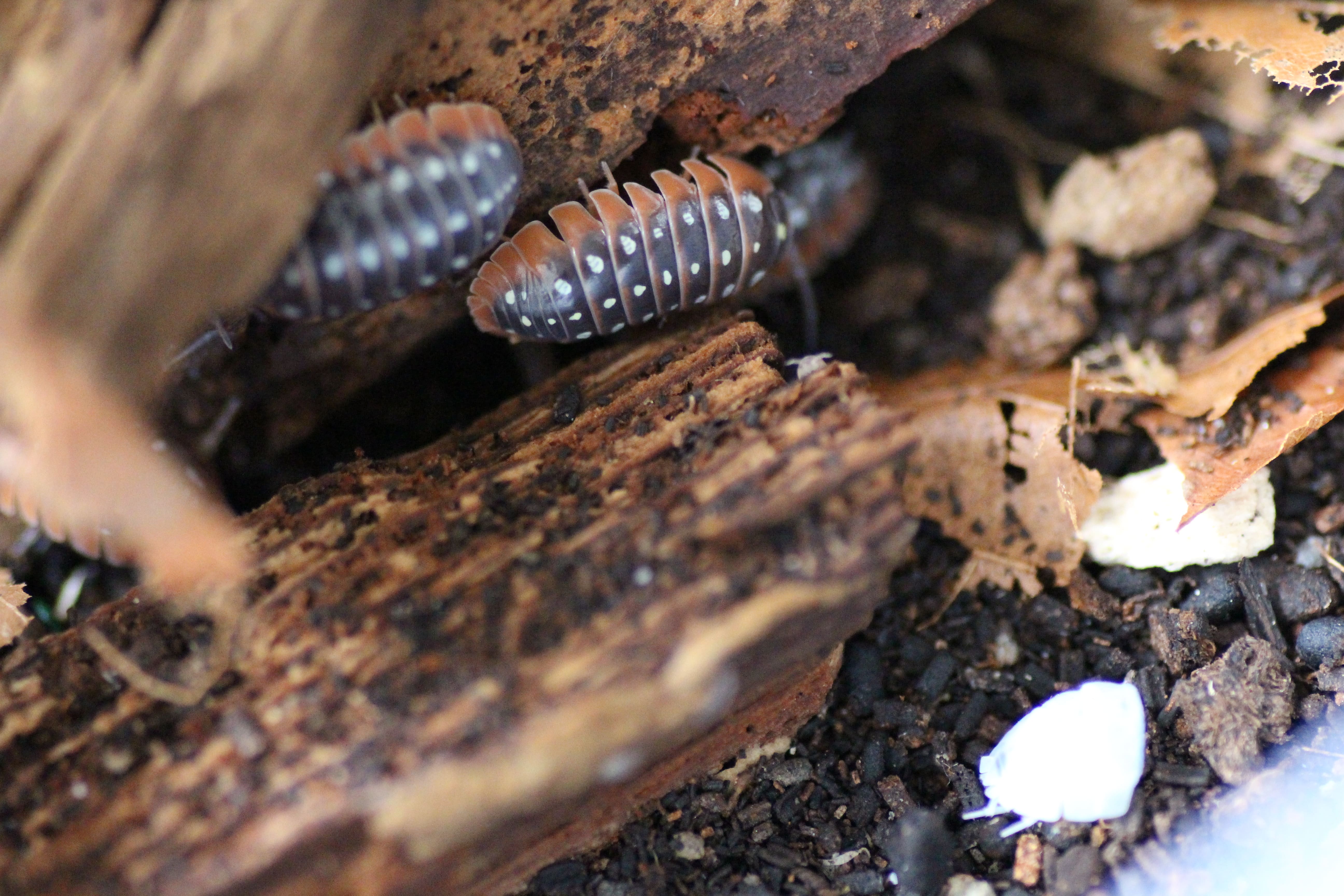 Armadillidium montenegro