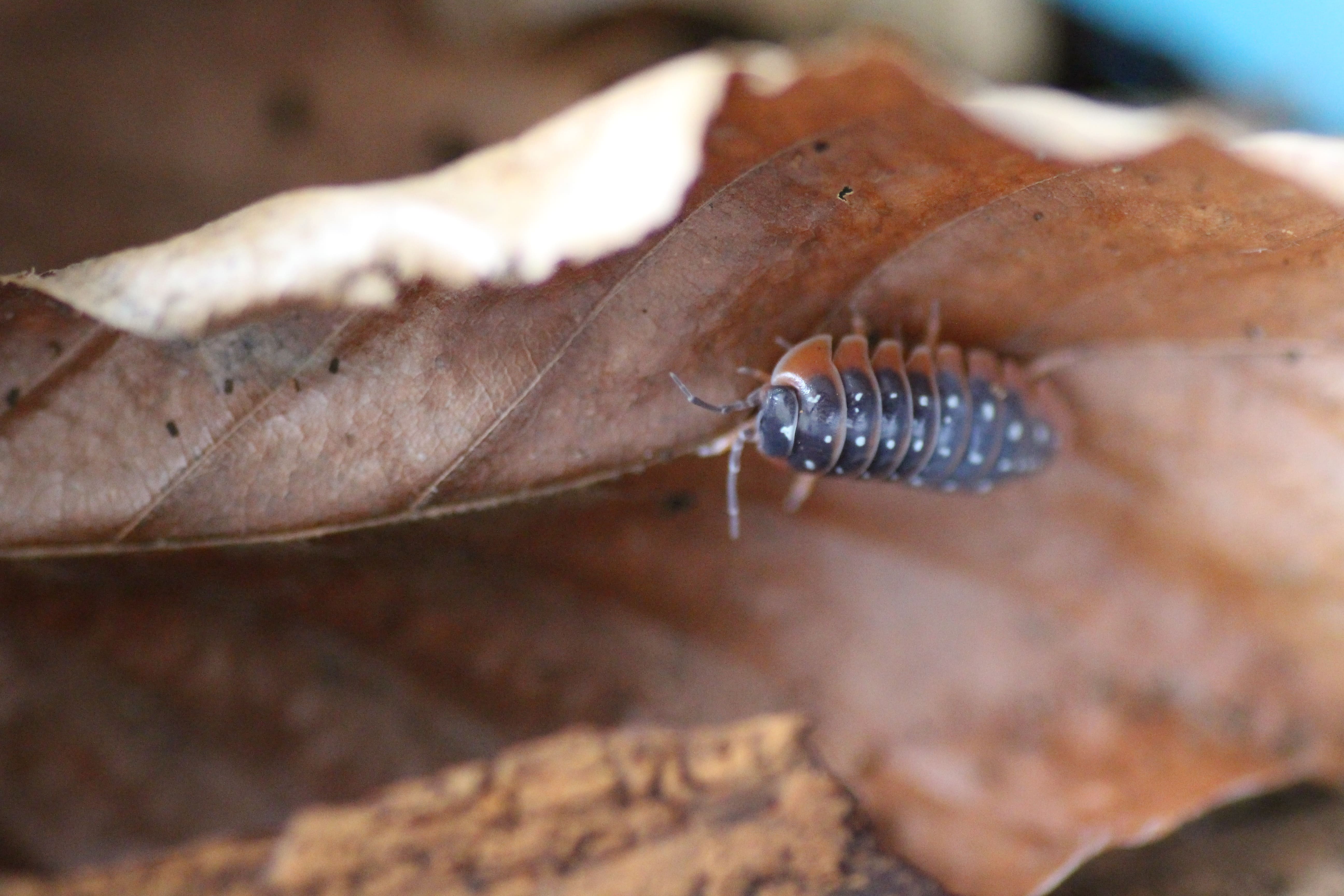 Armadillidium montenegro