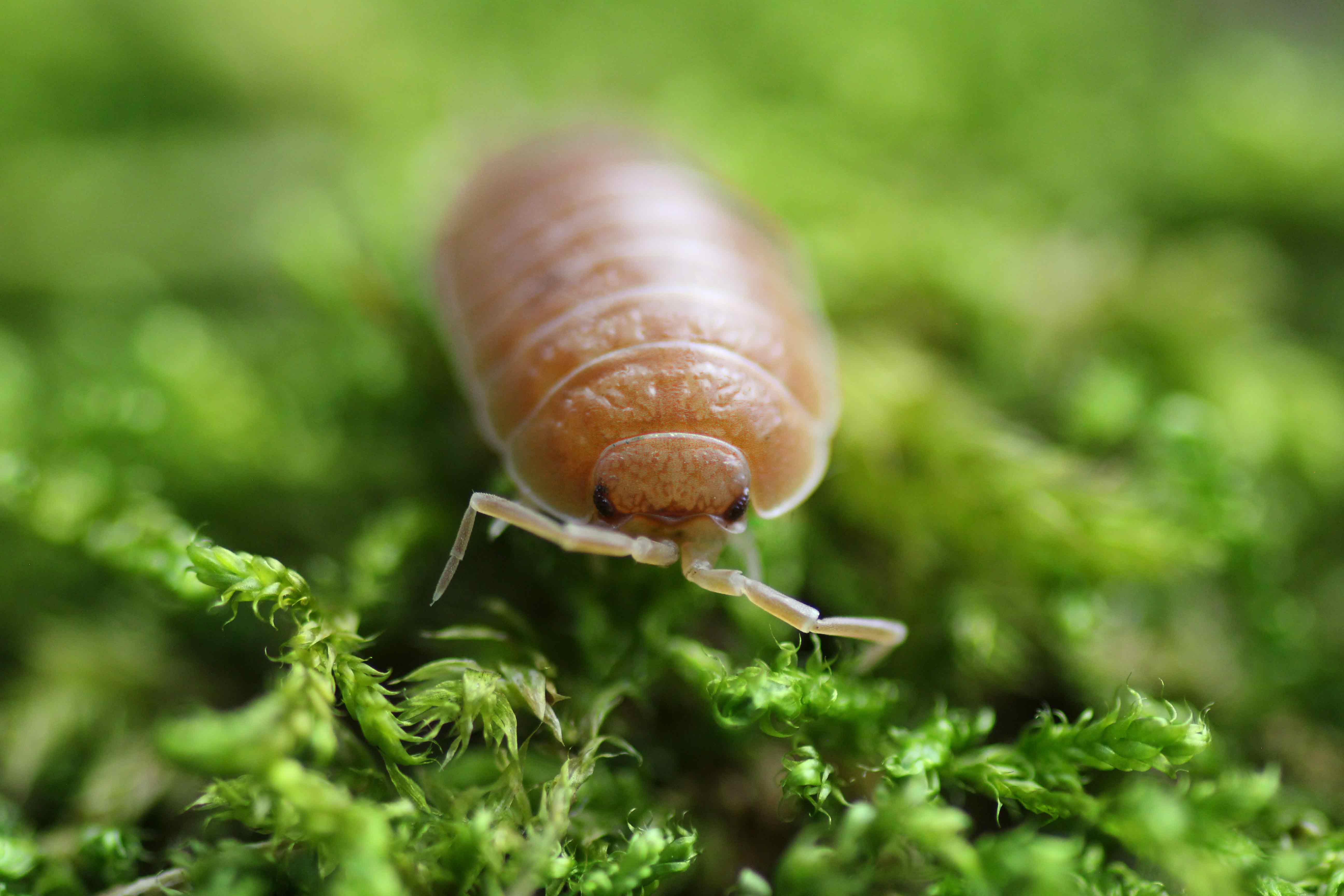Porcellio laevis "Orange"