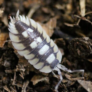 Porcellio expansus
