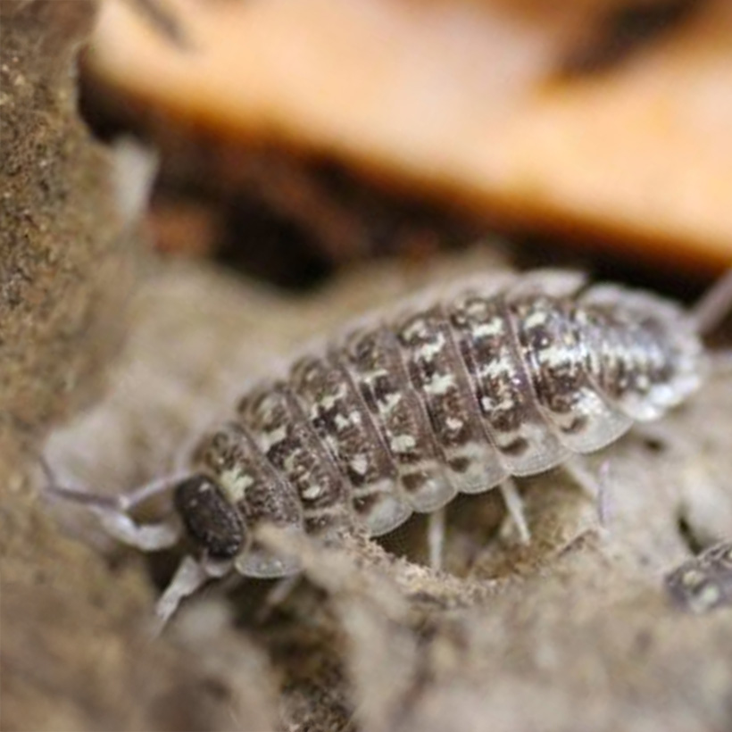 Porcellio haasi "Dark Form"