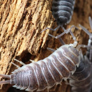 Porcellio hoffmannseggi