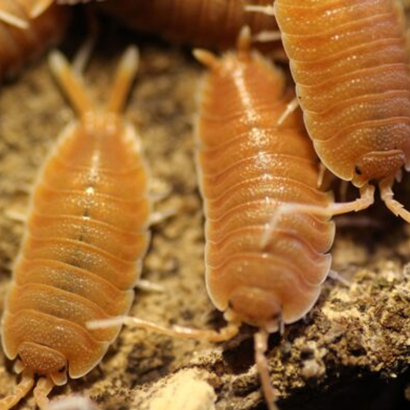 Porcellio magnificus